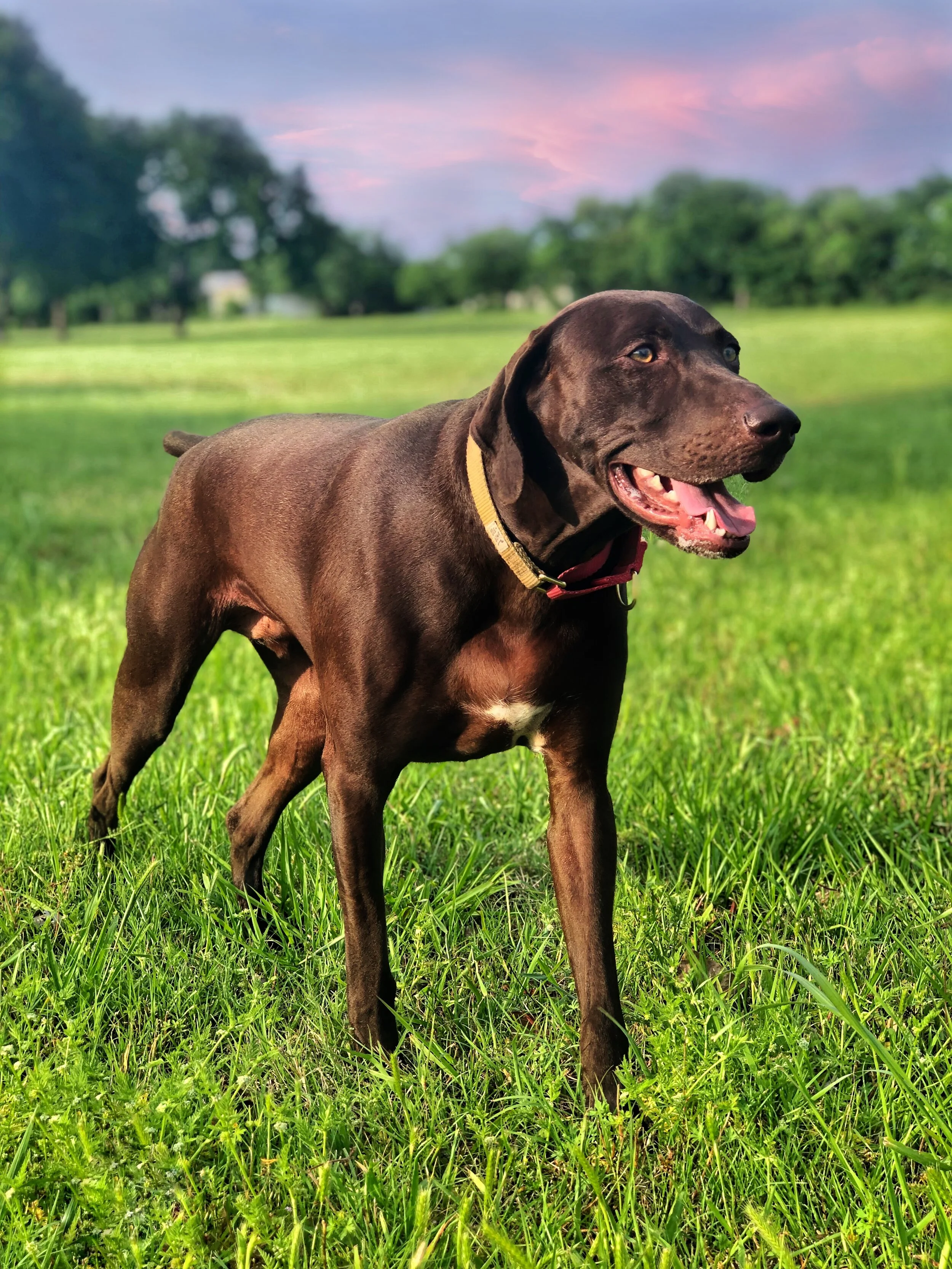 Our 6 Favorite Dog Parks in the Dallas/Fort Worth Area