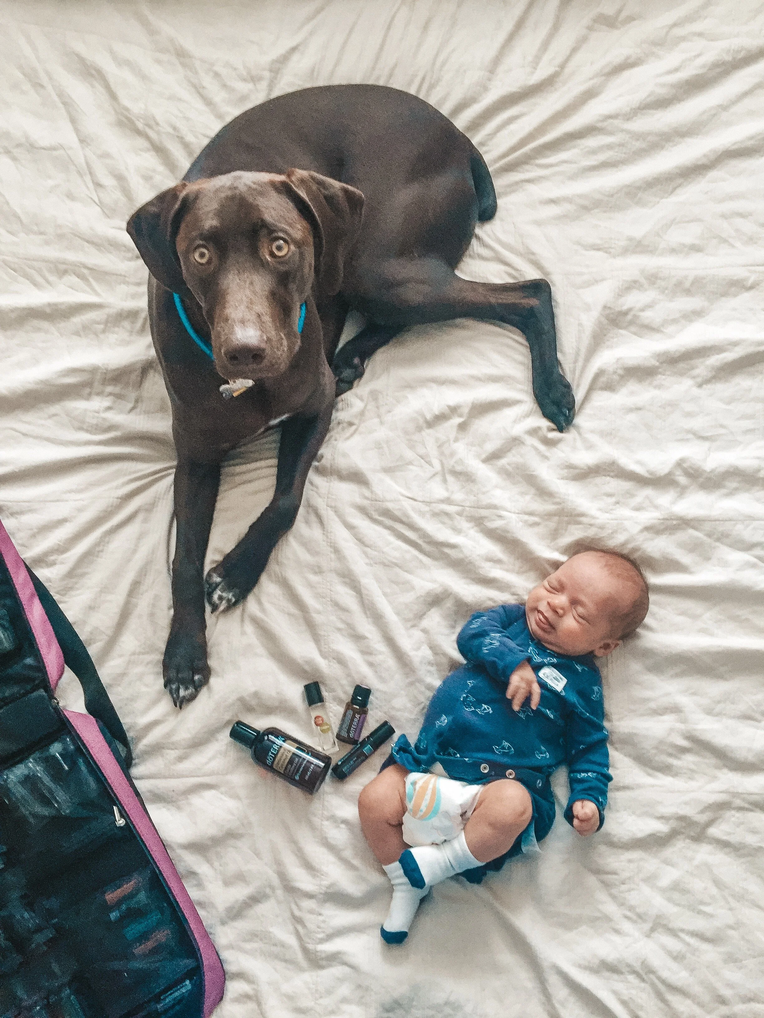 Top 10 Essential Oils for Dogs