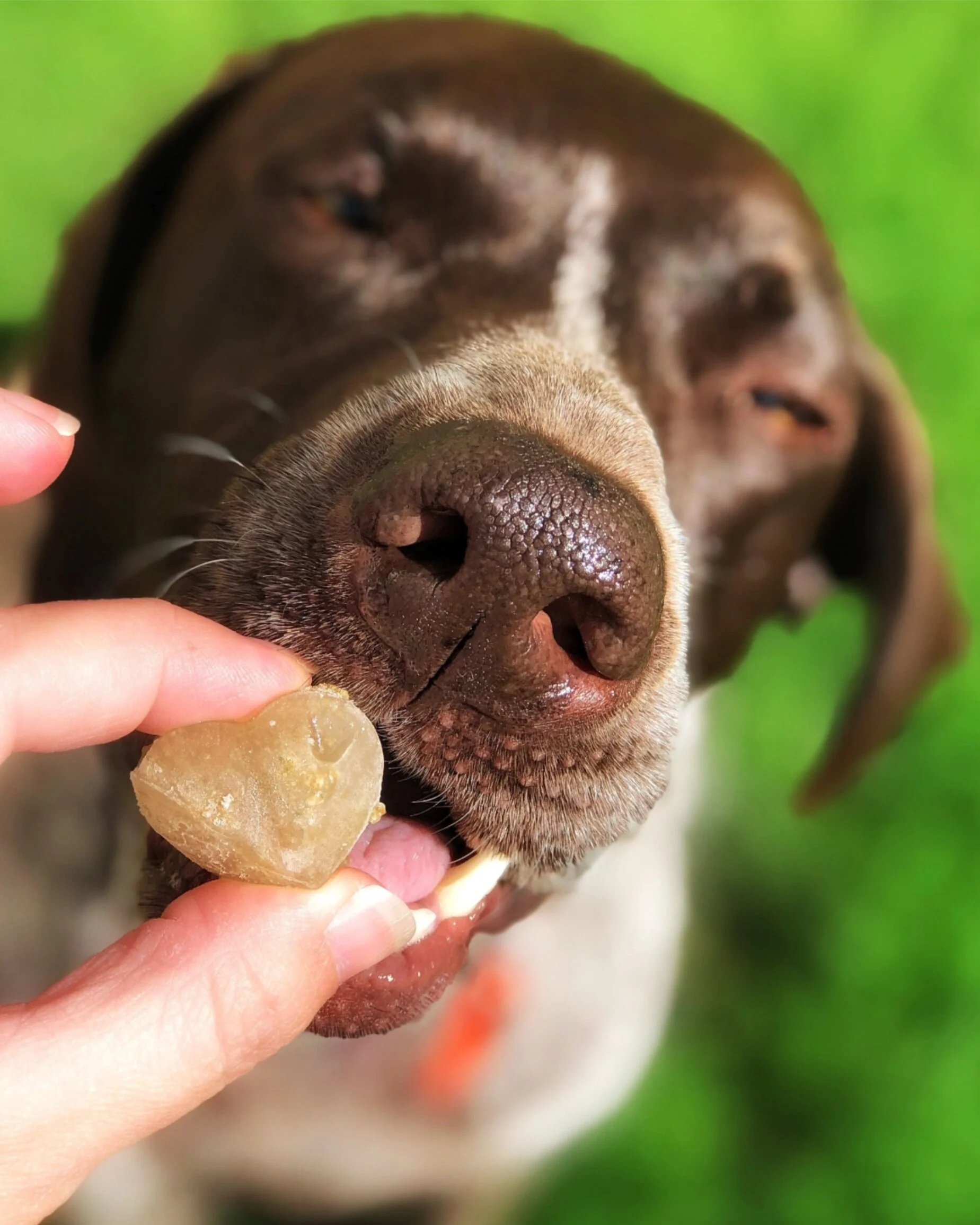 Two-Ingredient Frozen Summer Dog Treats