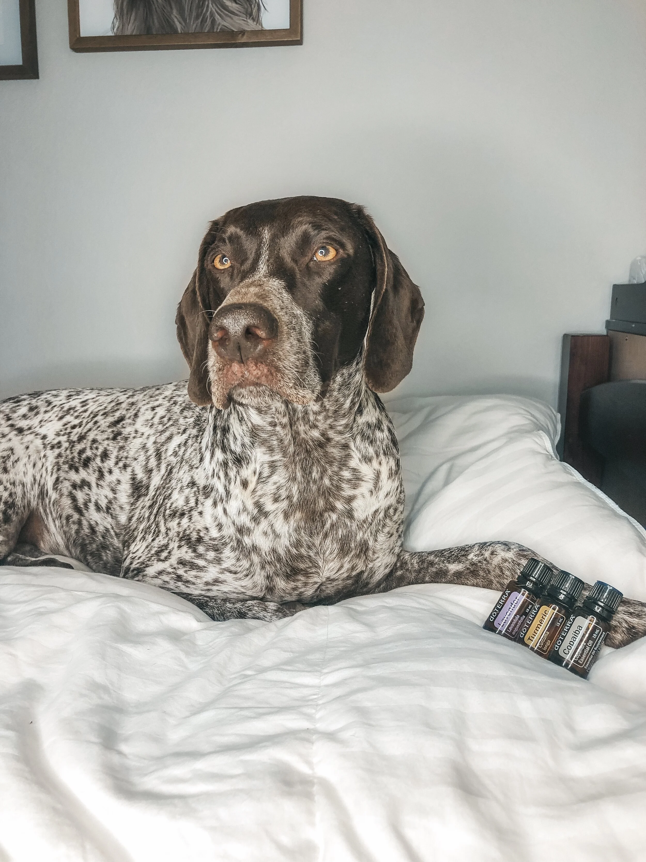 Homemade Calming Mist for Anxious Dogs