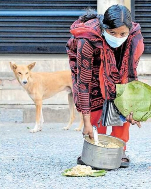 Woman in India feeding homeless dogs during lockdown›