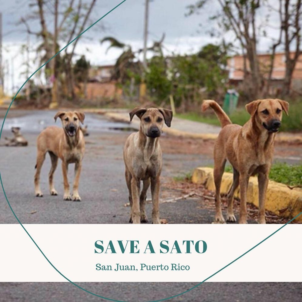 MEET THE GALS RESCUE COMMUNITY 🐶🇵🇷🤍

Save A Sato is a non-profit organization dedicated to easing the suffering of Puerto Rico's homeless and abused animals. &quot;Sato&quot; is slang for street dog. We rescue Satos from the streets and beaches, 