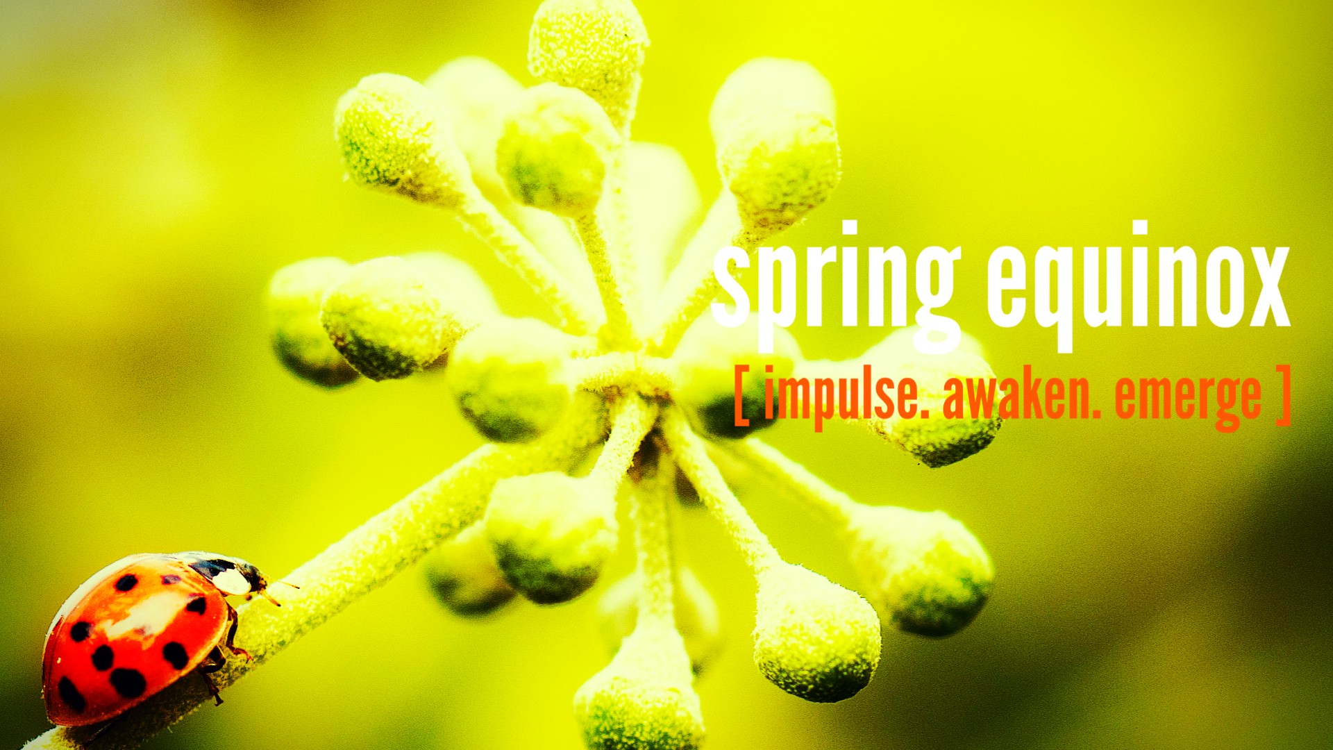 sprignequinox lge.png