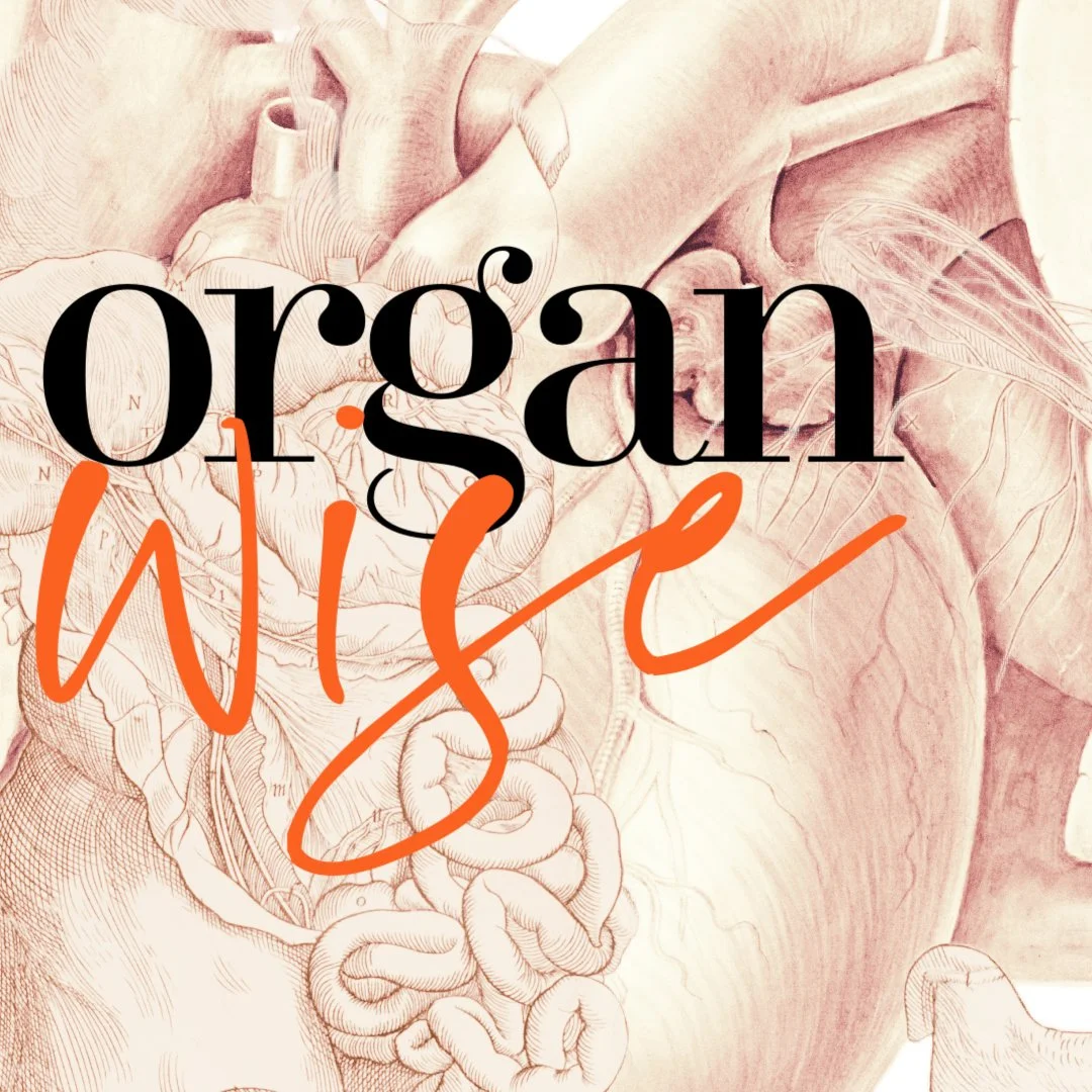 organs of the human body