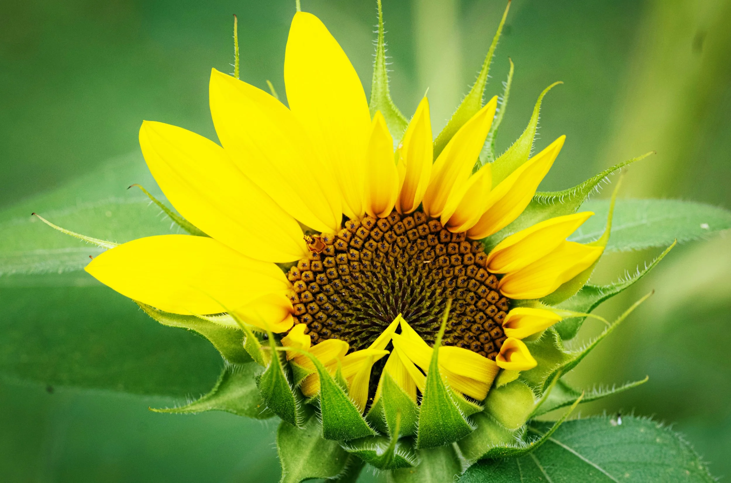 radical sunflower 1.jpg