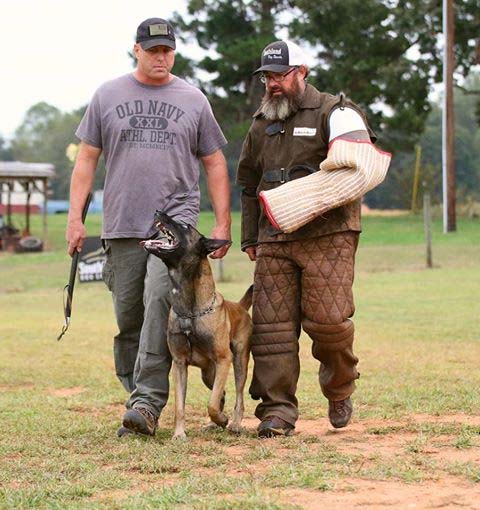 malinois.jpg