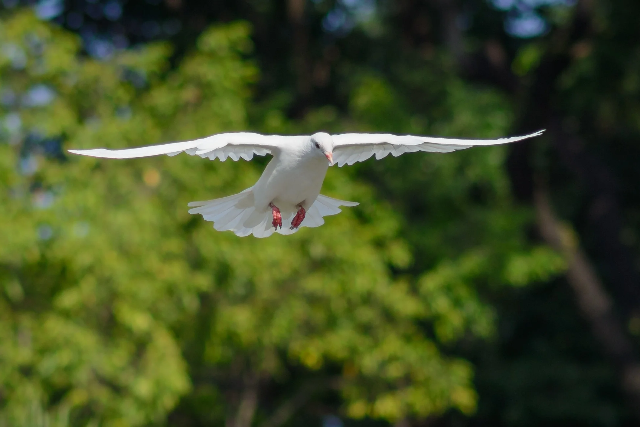 symbol-of-the-holy-spirit.jpg
