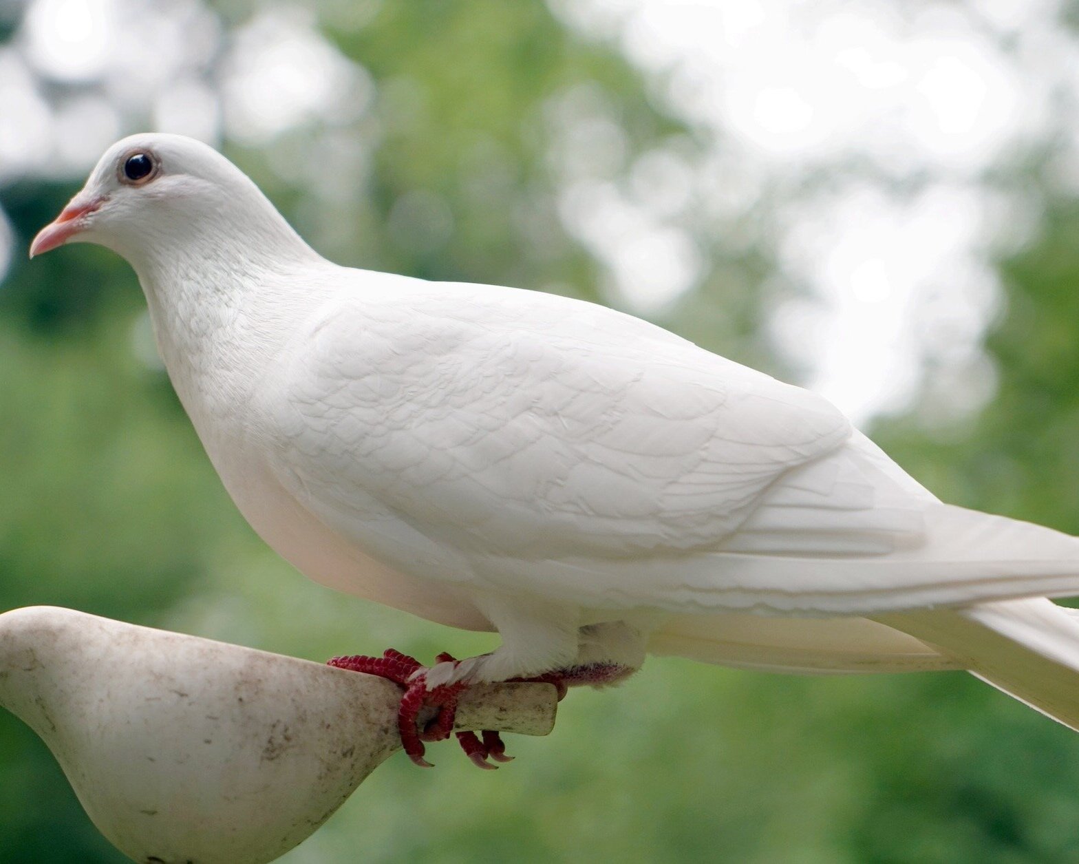 White Dove as Holy Spirit Symbol