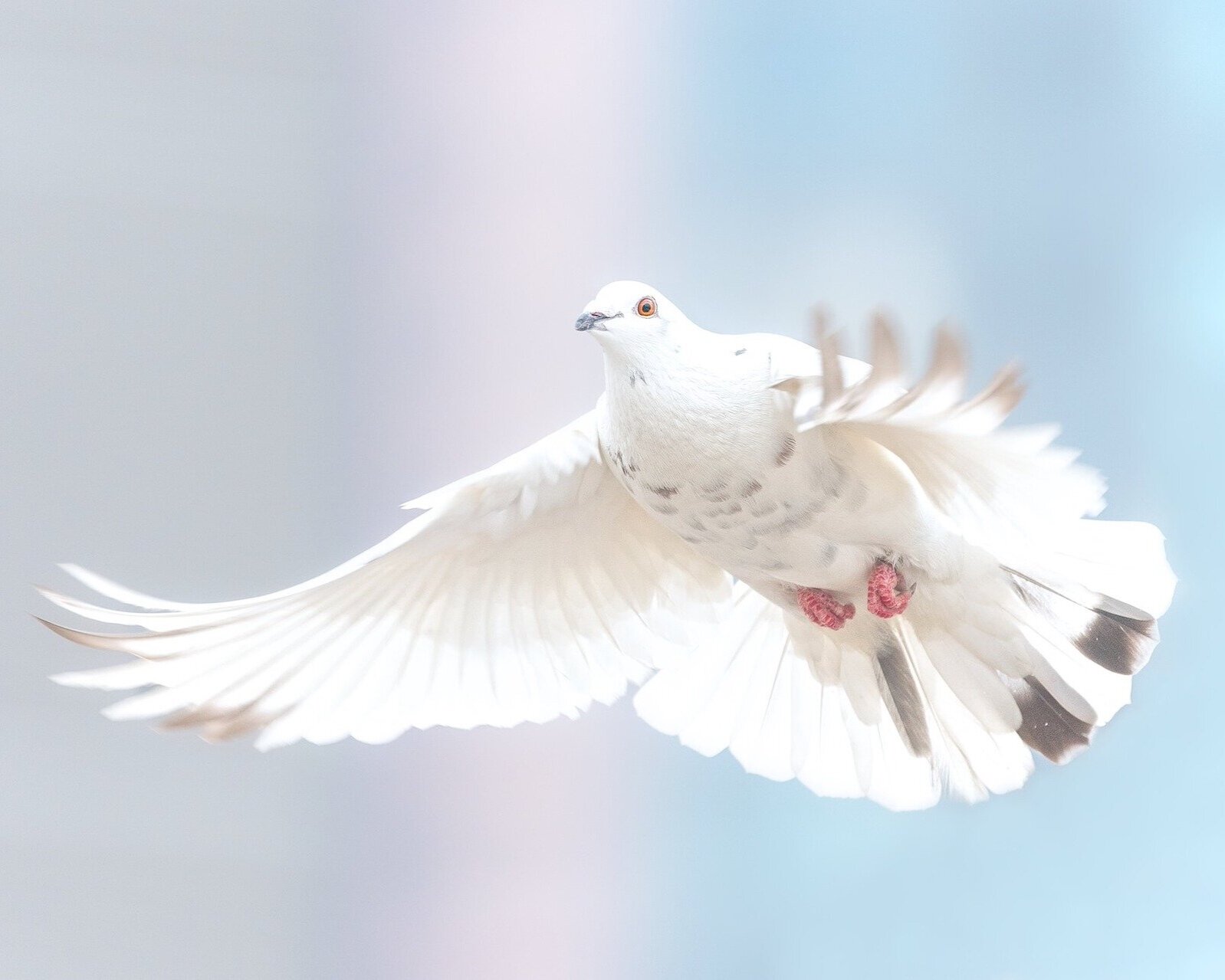 Flying Dove as Symbol of Holy Spirit