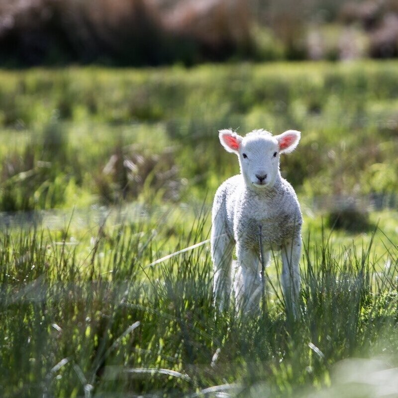 Baby Lamb who was Lost but has been Found