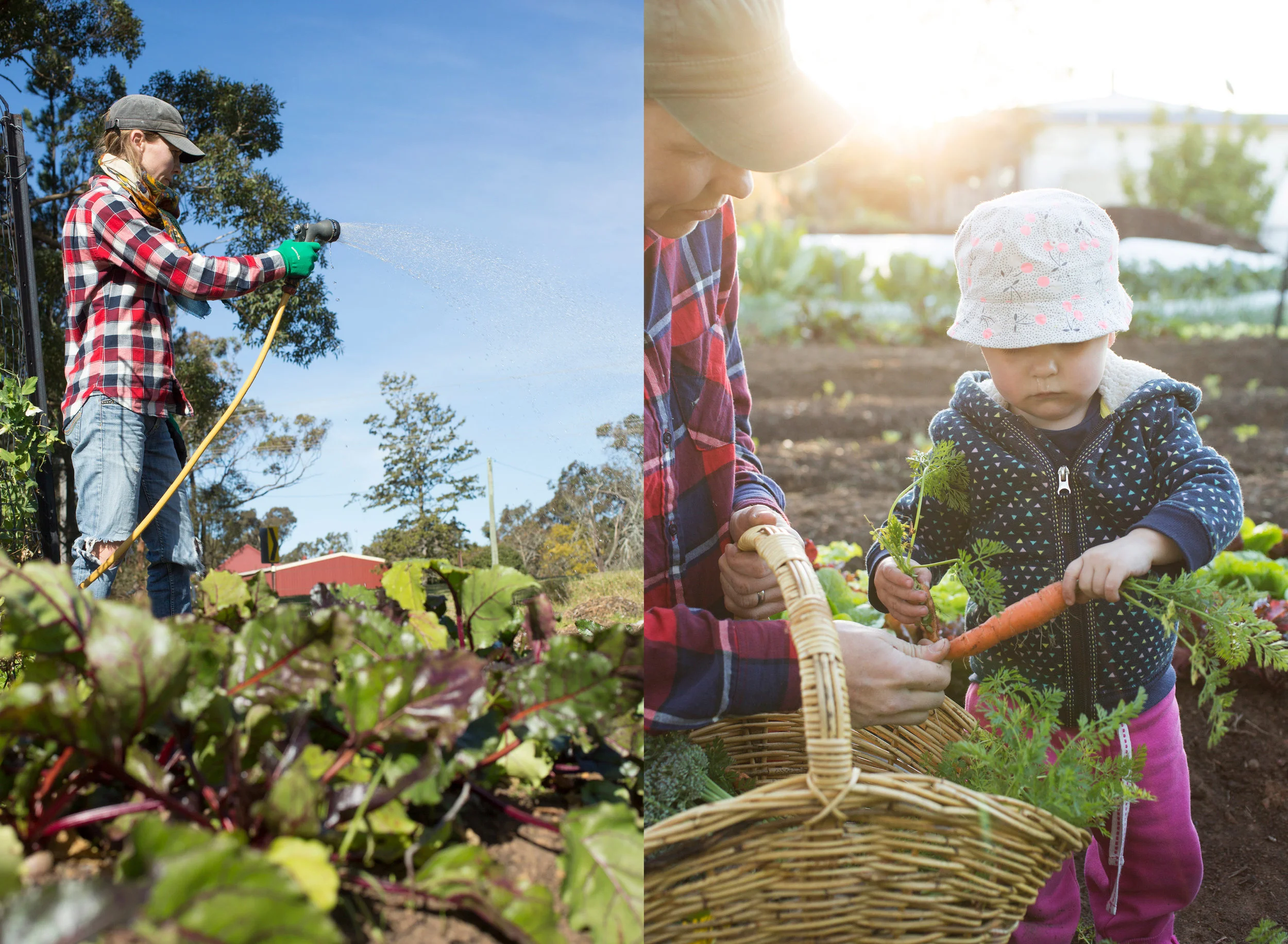 Lizzie at work in the market garden & Lizzie and daughter Georgia harvesting for the weekly veggie box.