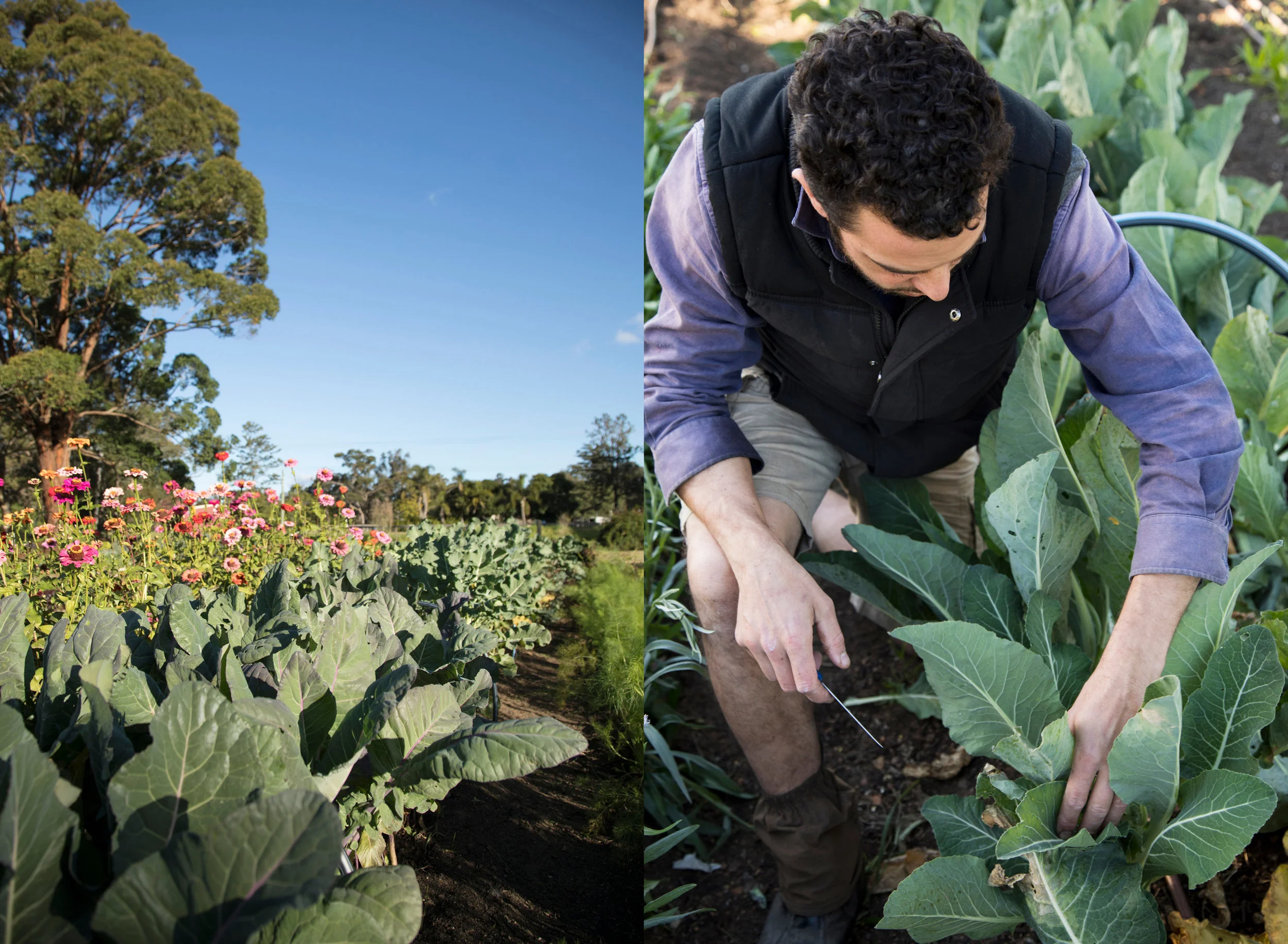 Giangi at work at Piccolo Farm in Thirlmere, NSW