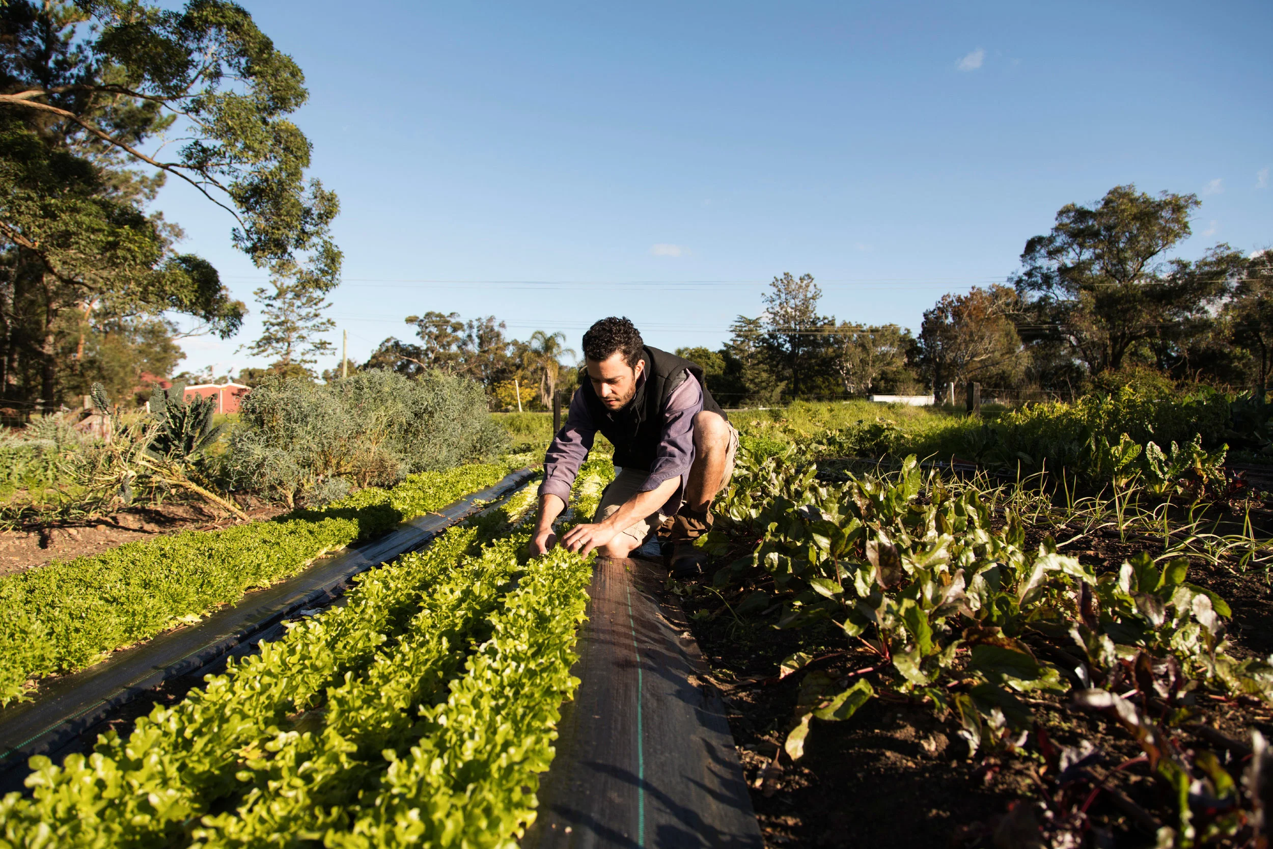 Giangi harvesting lettuce.