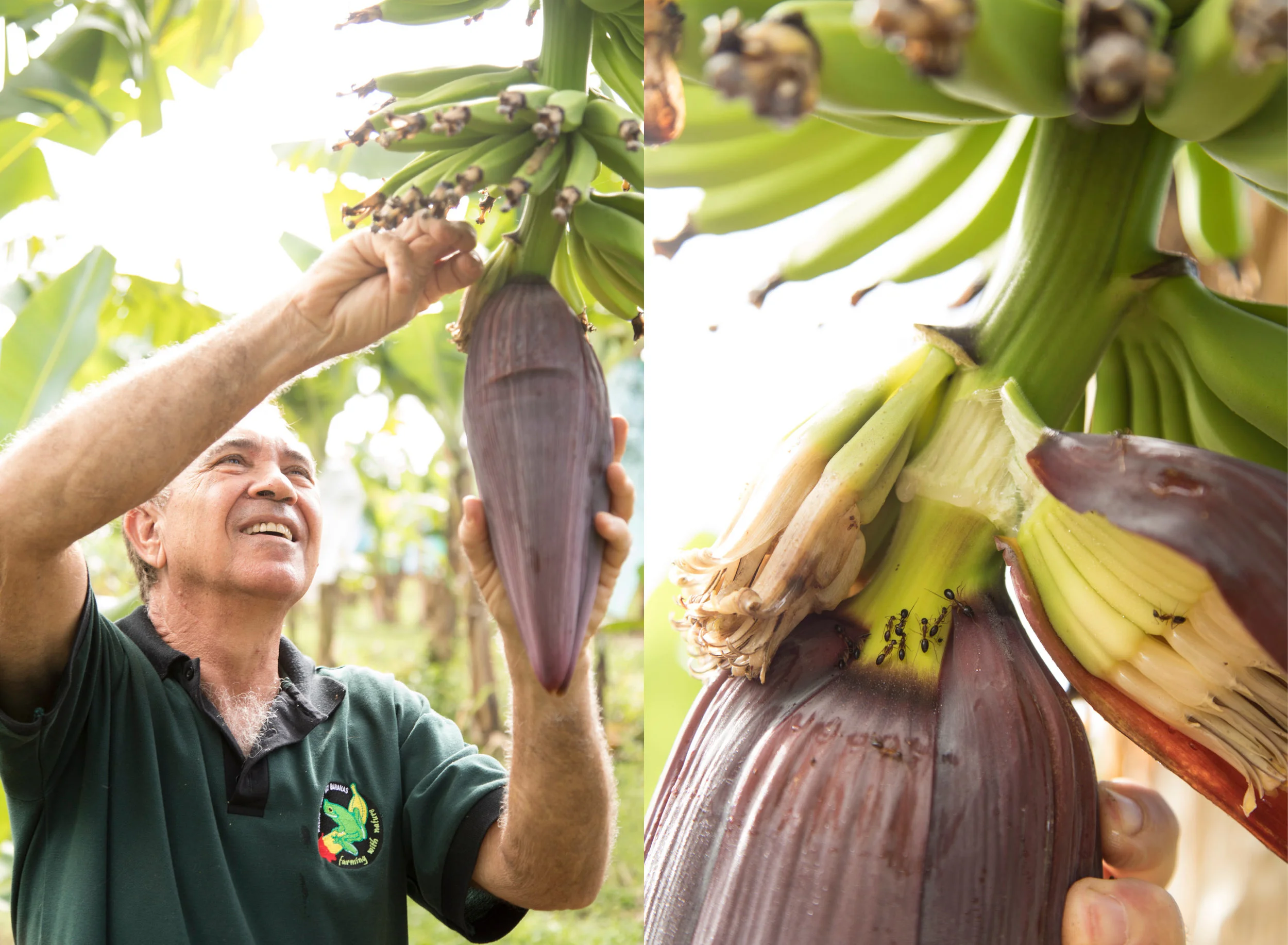 WillWorkForFood_EcoBananas8.jpg