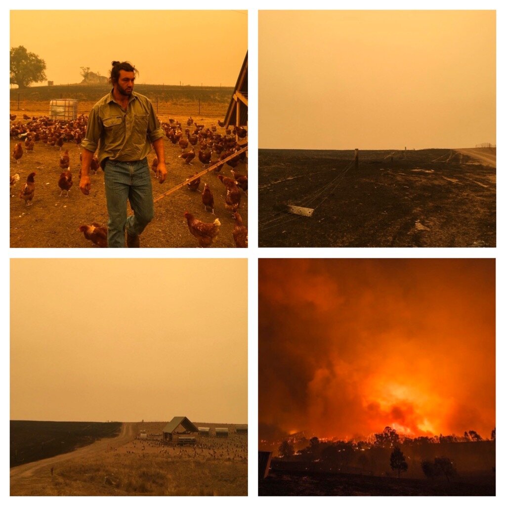 Images via  Bega Valley Eggs