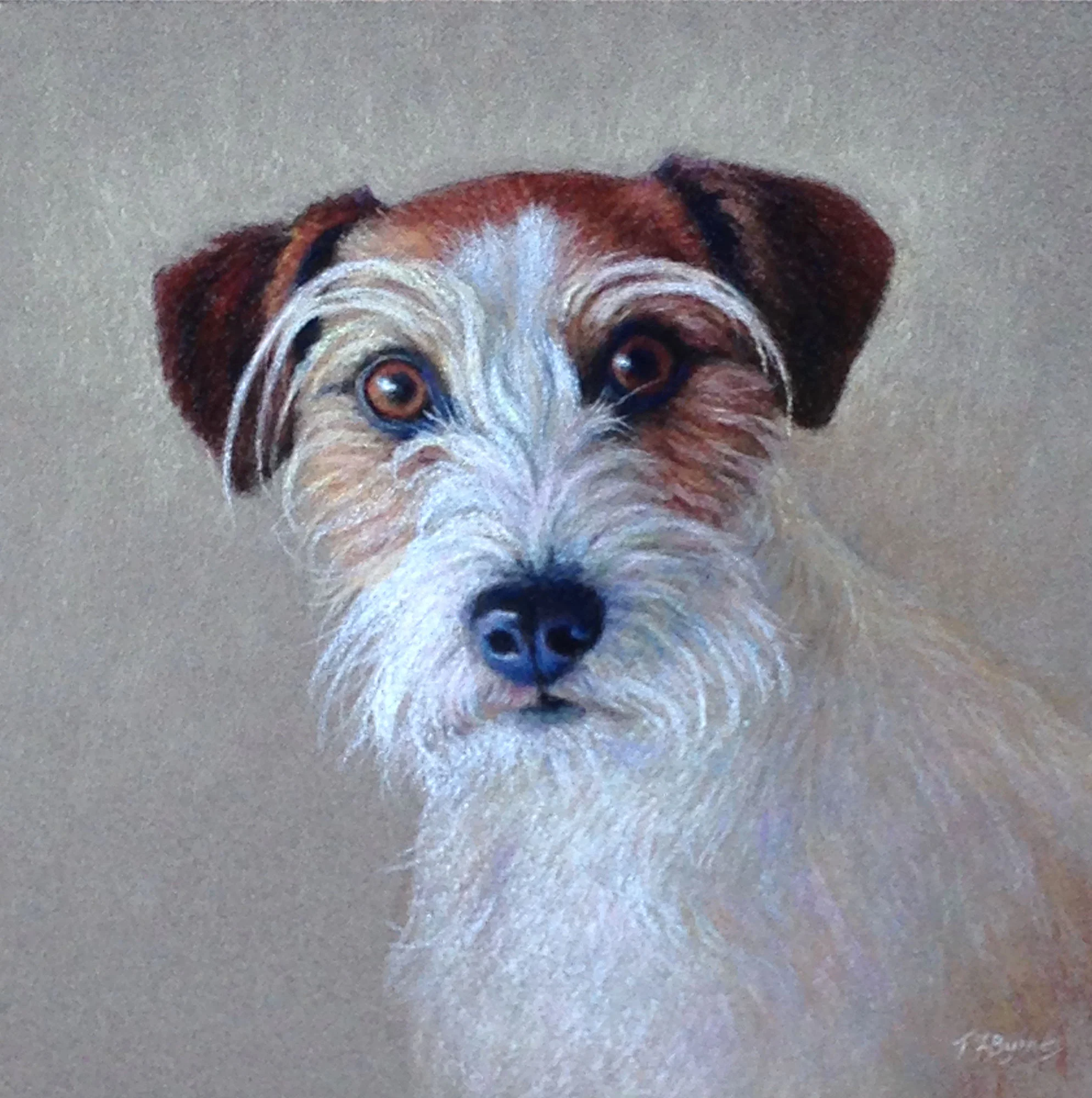 Jack russell terrier