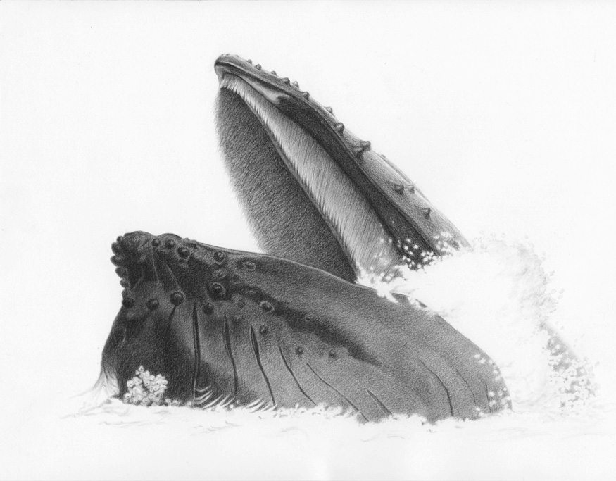 humpback+greyscale+copy.jpg