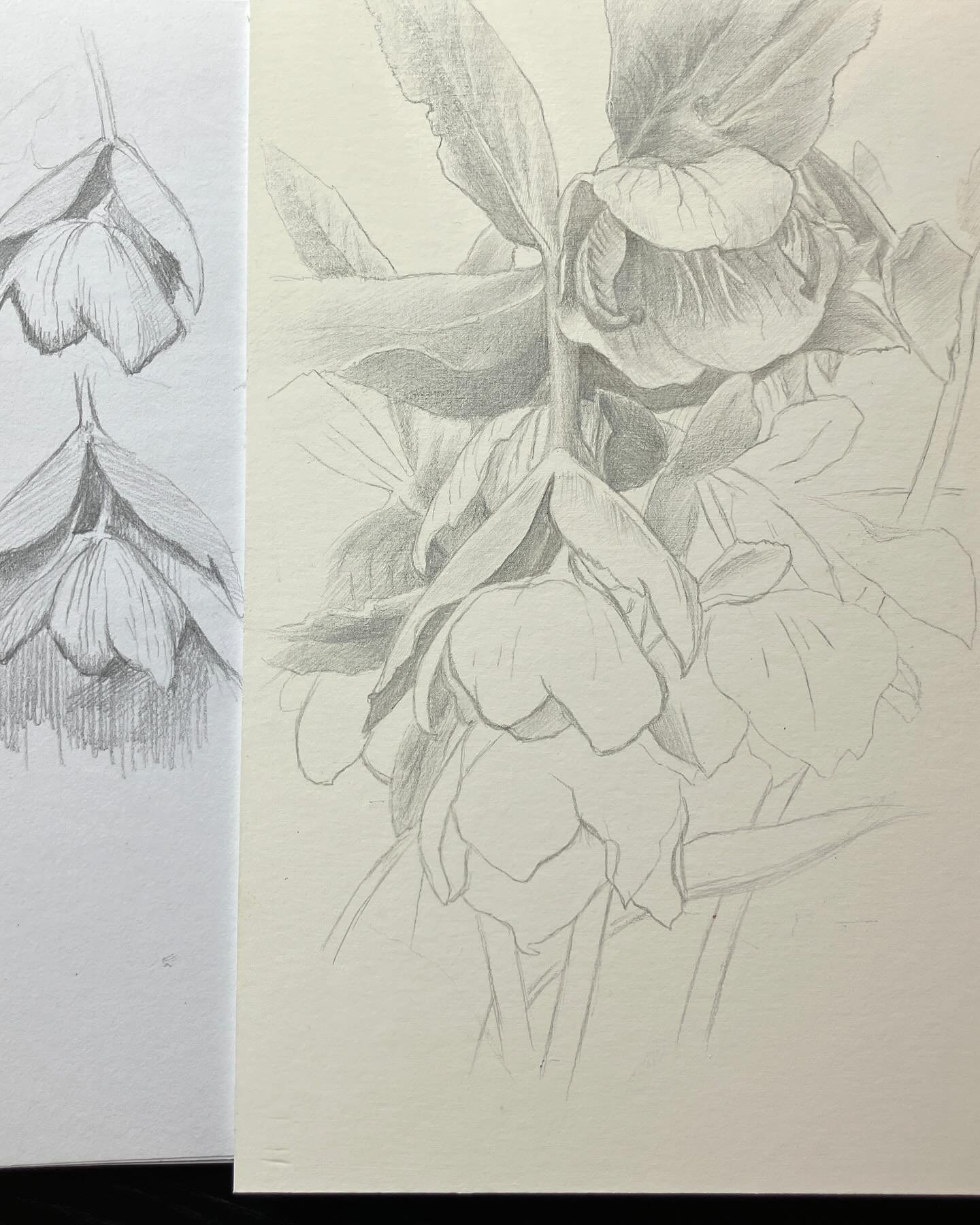 Pencil sketches of Hellebore and Iris, for silverpoint drawings on gessoed mountboard. Work in progress. 

Silverpoint is a stick of silver that marks the gessoed panel, like a coin does on the wall. I believe it might have pre dated graphite pencil.