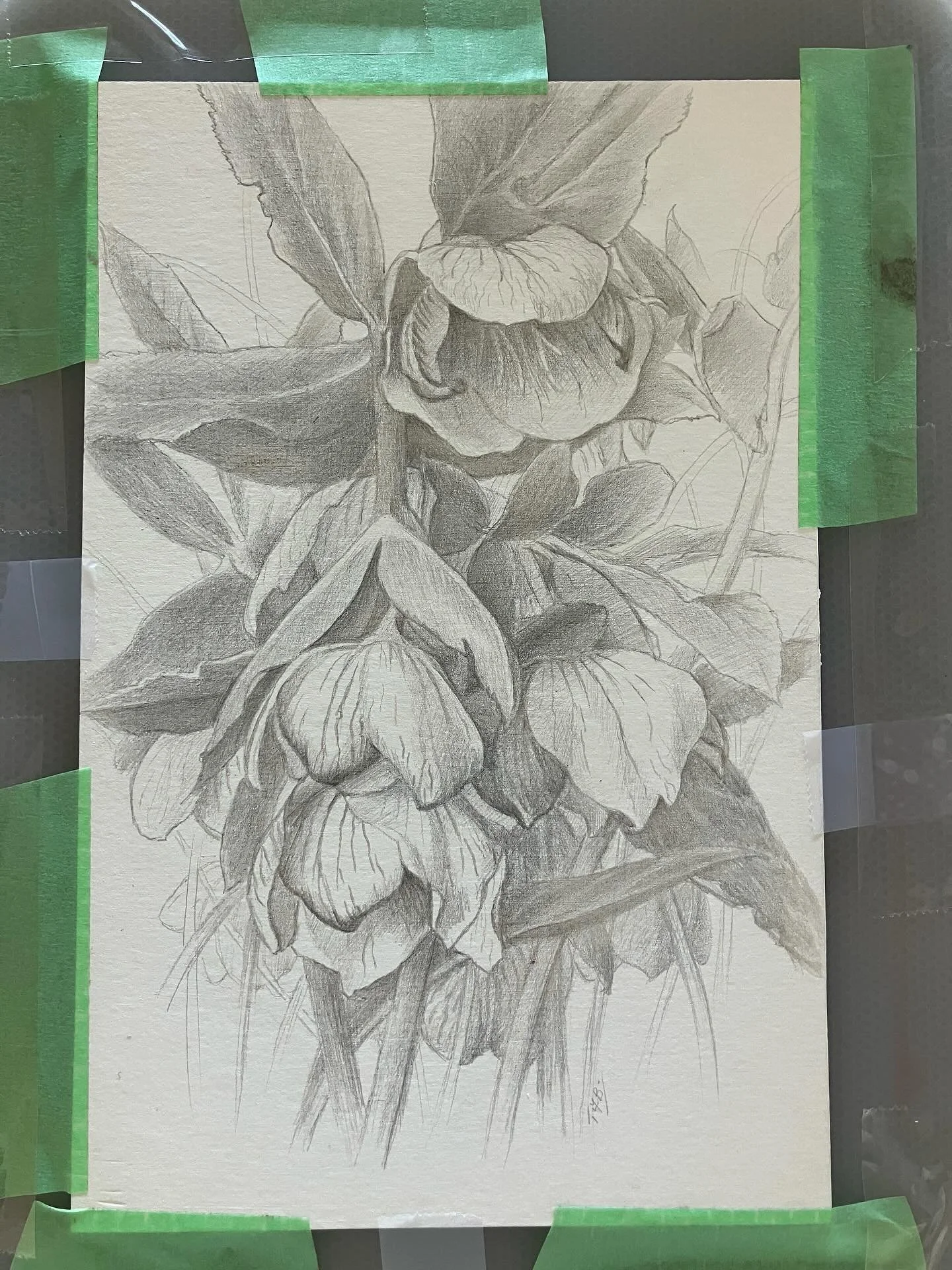 Fruitless exercise! 😂

Hellebores drawn with silverpoint, which eventually tarnishes to a beautiful colour. 

I followed a tip to speed the process up. The sulphur from over cooked hard boiled eggs is supposed to accelerate the tarnishing. However, 