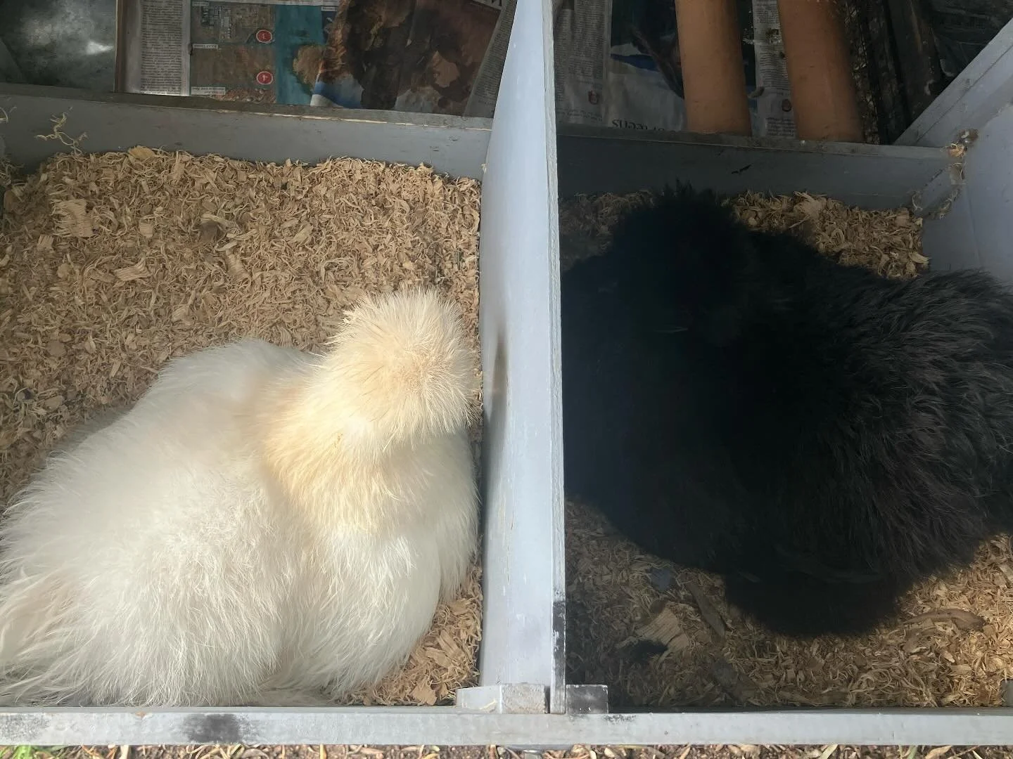 Spring is around the corner!
Betty and Wilma hard at it. 

#silkiechicken 
#silkies 
#egglaying 
#springiscoming 
#backyardchickens