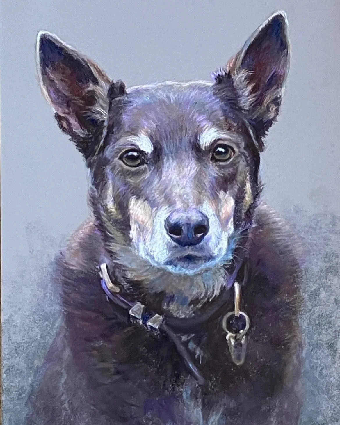 Kelpie. Small pastel on Pastelmat. 

#pastel
#pastelmat 
#kelpie 
#petportraiture 
#faithfulcompanion