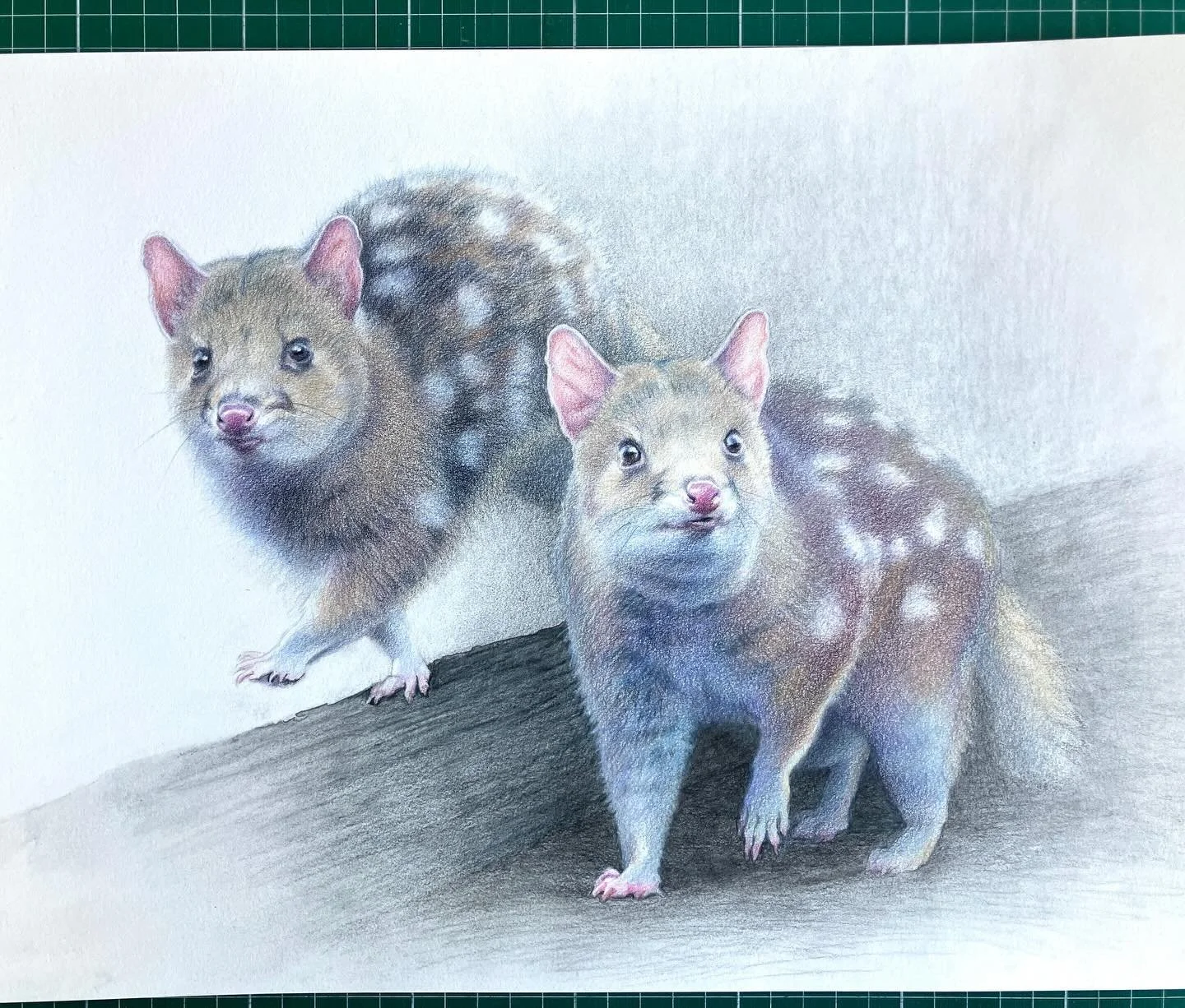 &lsquo;Quoll Studies&rsquo;
Colour pencil, graphite pencil and water colour on Arches paper. One of four paintings heading to &lsquo;Natural History and Beyond&rsquo; @cstudios.art.gallery and @universitygallerynewcastle.

Thank you @joanfaras for th