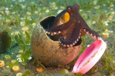 The coconut octopus is one of the few cephalopods known to exhibit the behaviour of using a tool. Photograph: Mike Veitch/Alamy