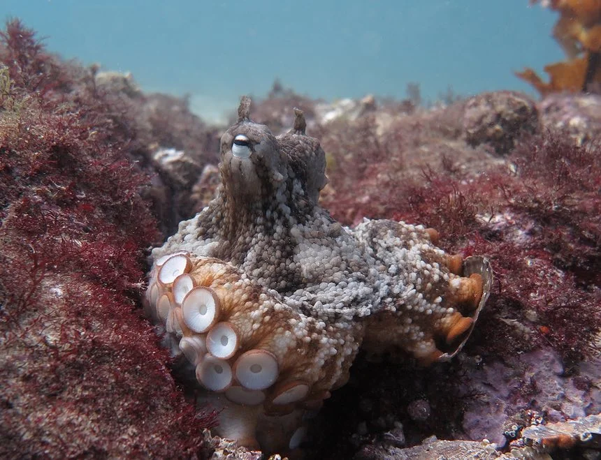 A paradox: octopuses have big brains and short life spans. Photograph: Peter Godfrey-Smith