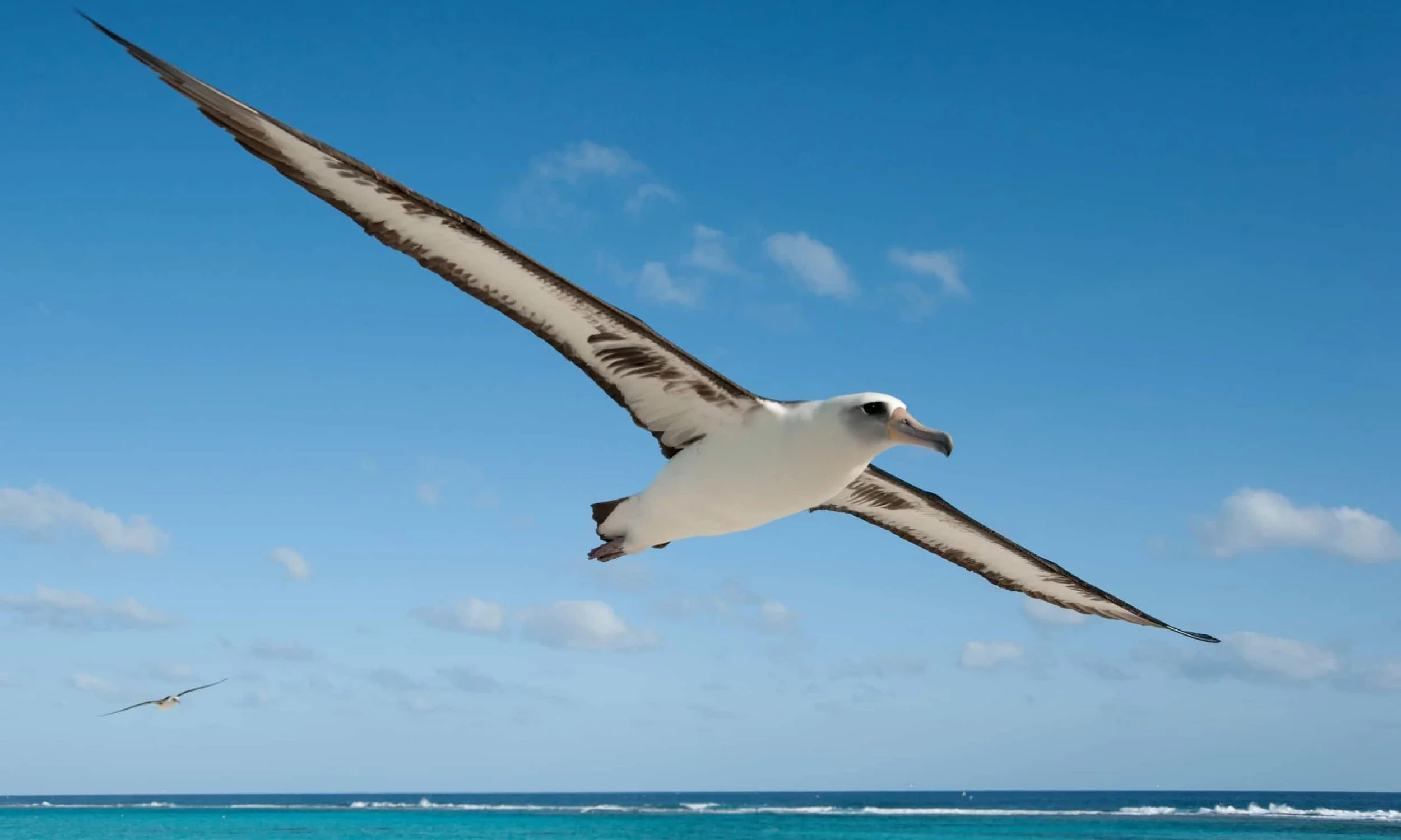 Albatross ... ‘They are loving, sensitive and graceful,’ says Jordan. Photograph: Chris Jordan