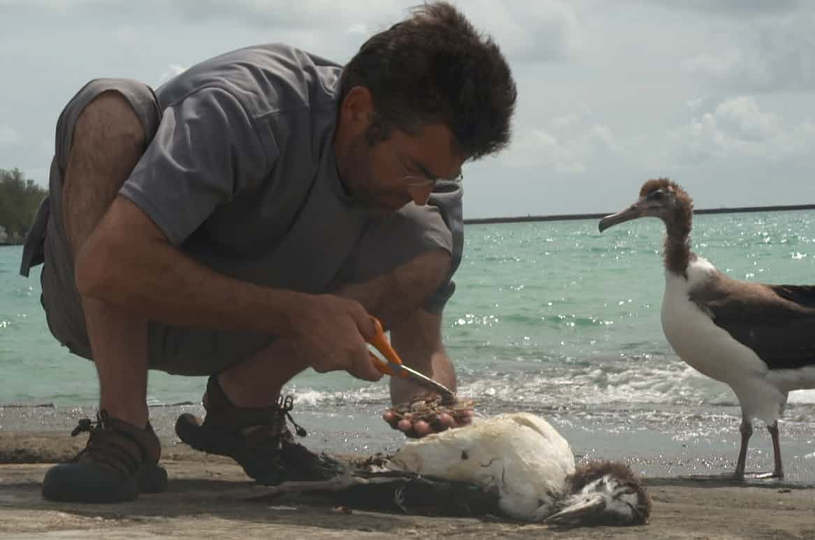 Jordan inspects the plastic ingested by a chick in Albatross. Photograph: Chris Jordan