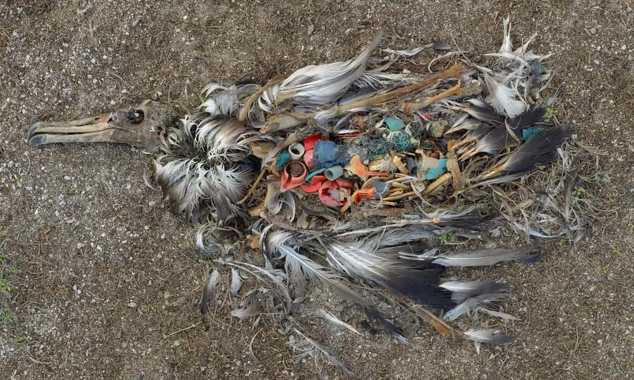 ‘It’s unbelievable what these birds can fit in their gullets’ ... Photograph: Chris Jordan