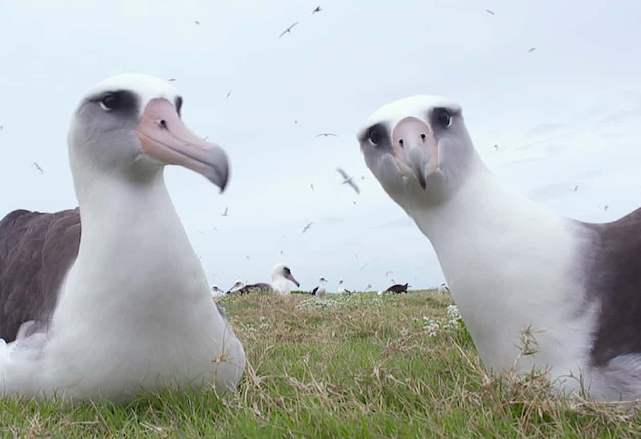 Jordan focuses on the bonds that last a lifetime ... a scene from Albatross. Photograph: Chris Jordan
