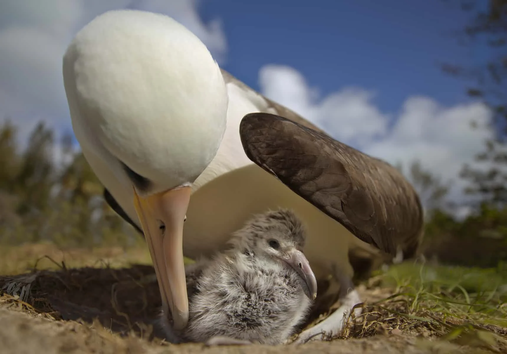  ‘Albatrosses go to great lengths to feed their young’ ... a scene from Albatross. Photograph: Chris Jordan