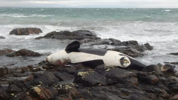 The Scottish orcas have been found to be heavily contaminated.
