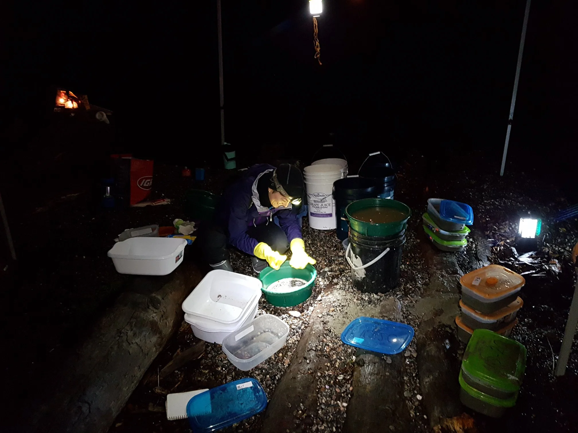 intertidal.jpg