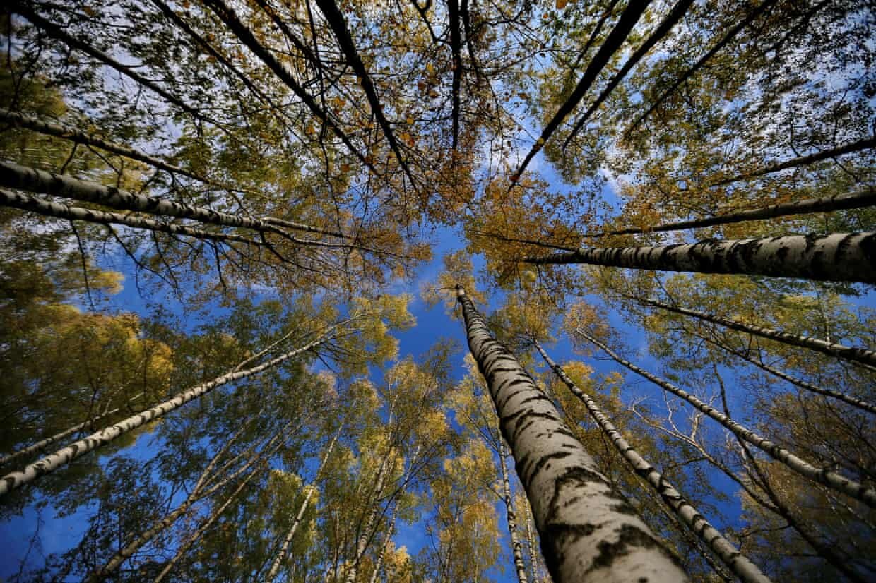 Microdosing on nature has become a common way for people to cope with everyday stress. Photograph: Vladimir Smirnov/TASS