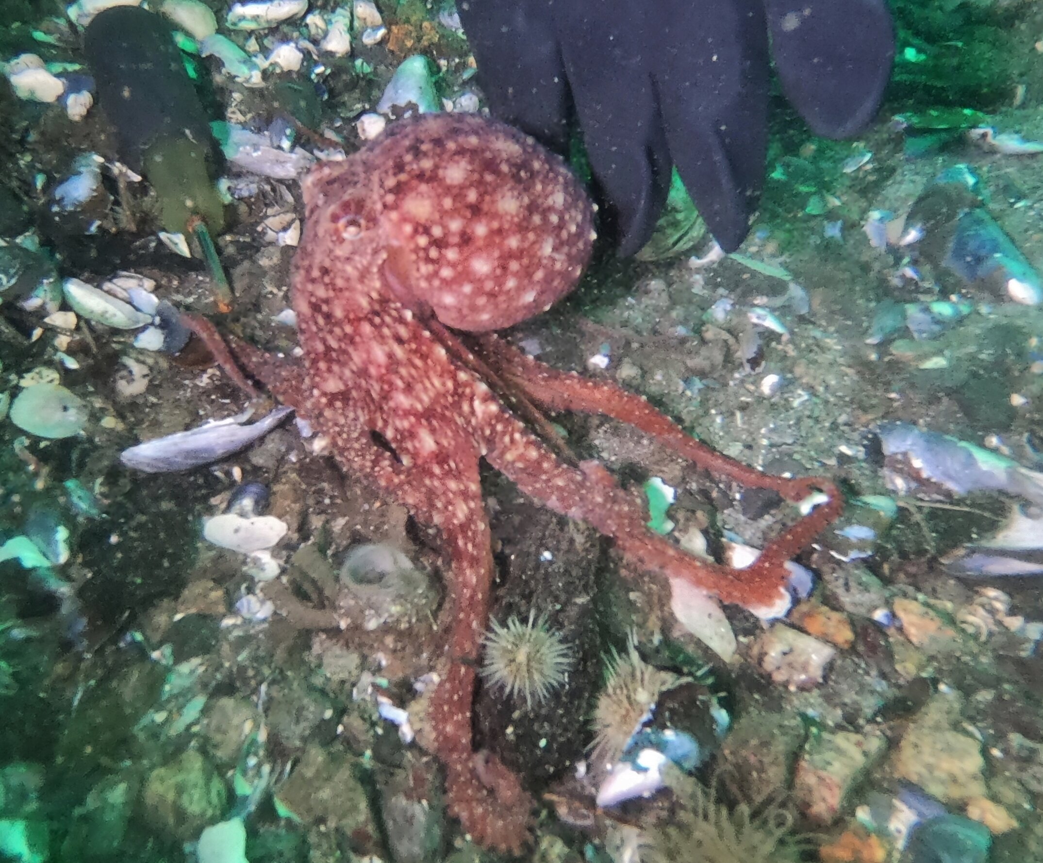 Octopus Swims Away.JPG