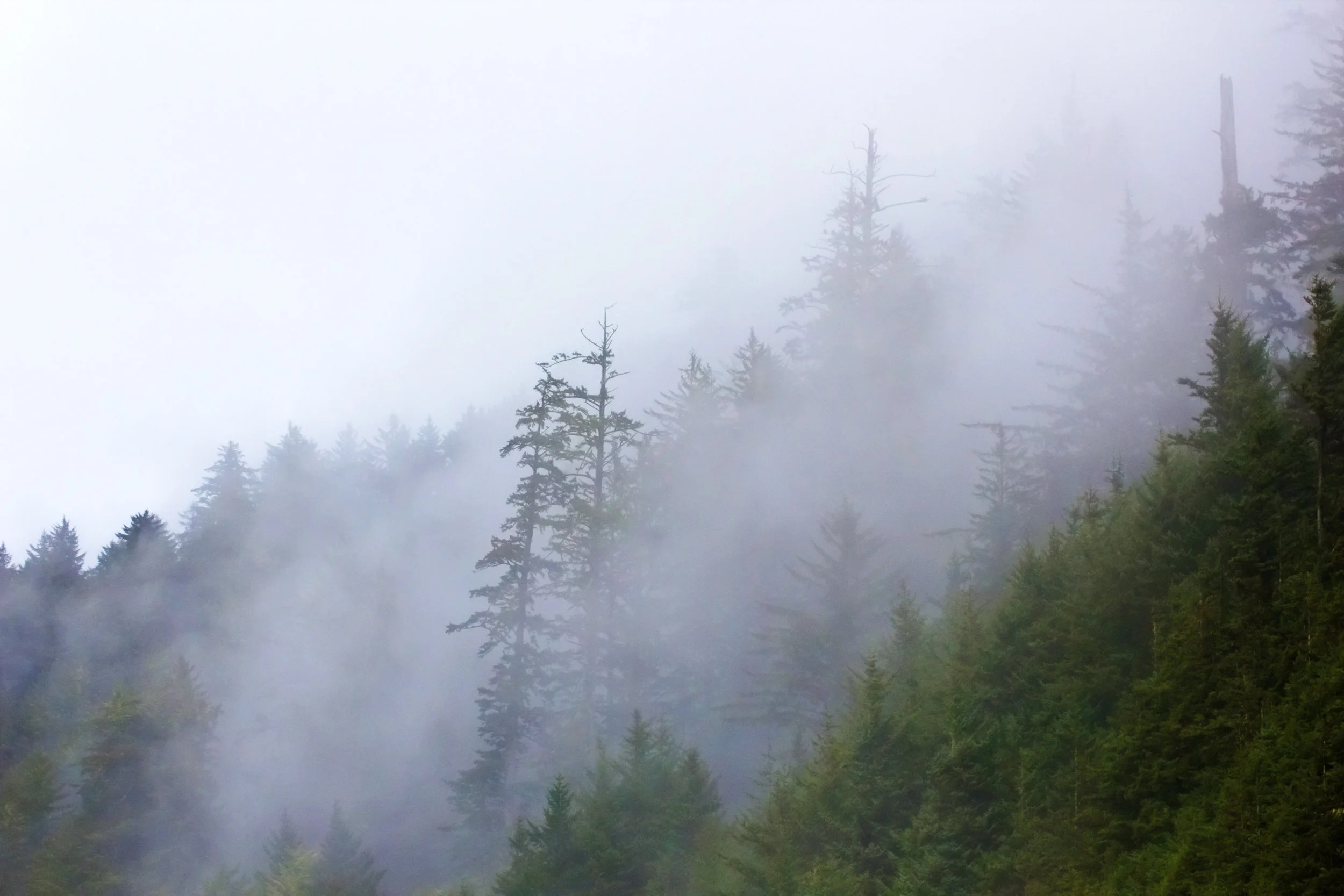 fog-on-mountain-forest_G1kbFytd.jpg