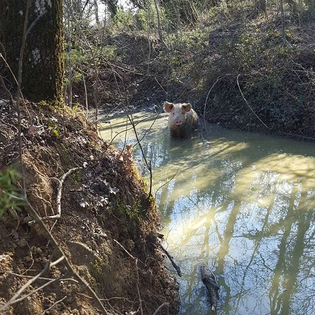 Bagnetto nella piscina naturale del bosco