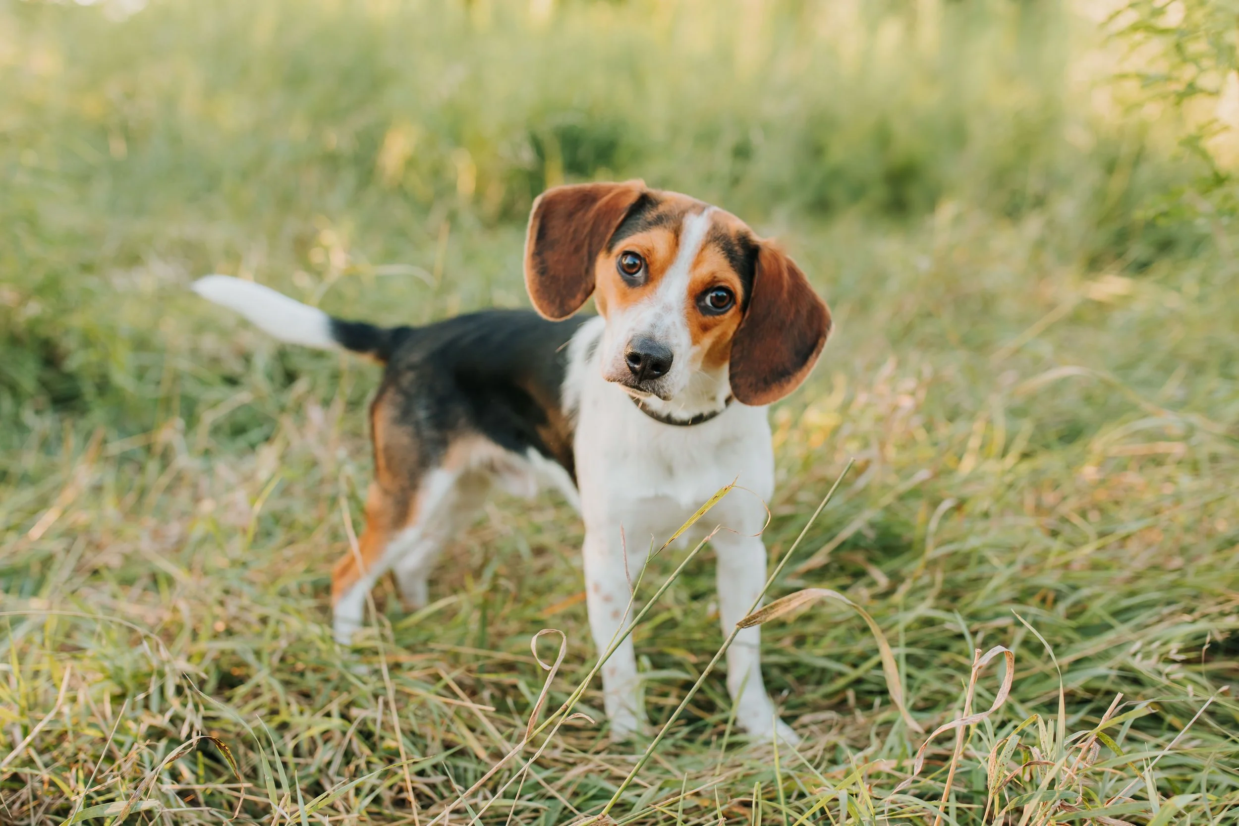 Jenna & Hank The Dog - Nathaniel Jensen Photography - Omaha Nebraska Photographer-4.jpg
