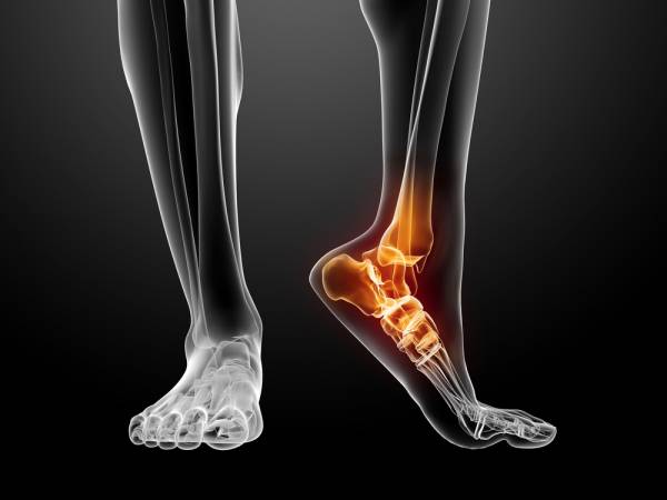 26 bones make up the human foot. How well one of them works, the talus, will make the biggest difference between a good catch and a great one.