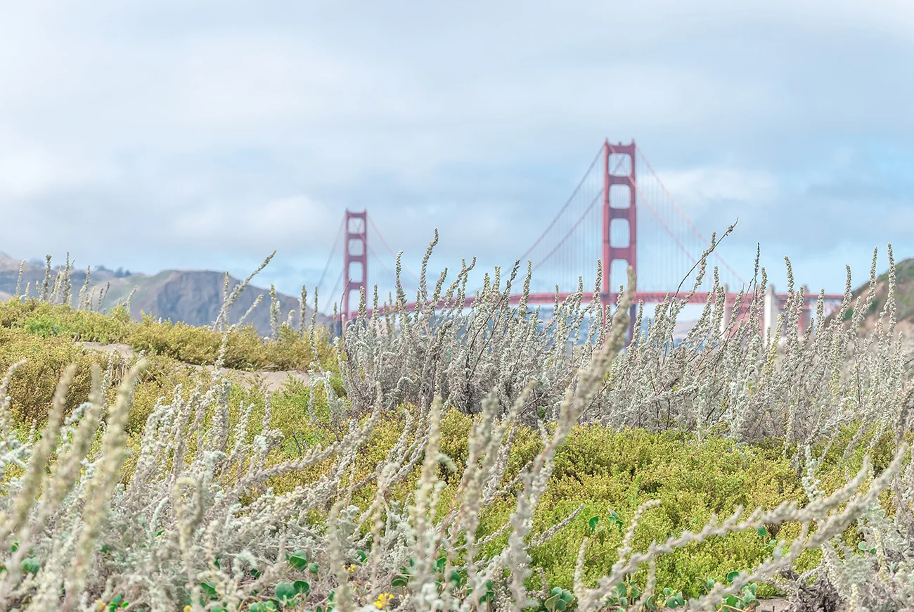 SF00.jpg