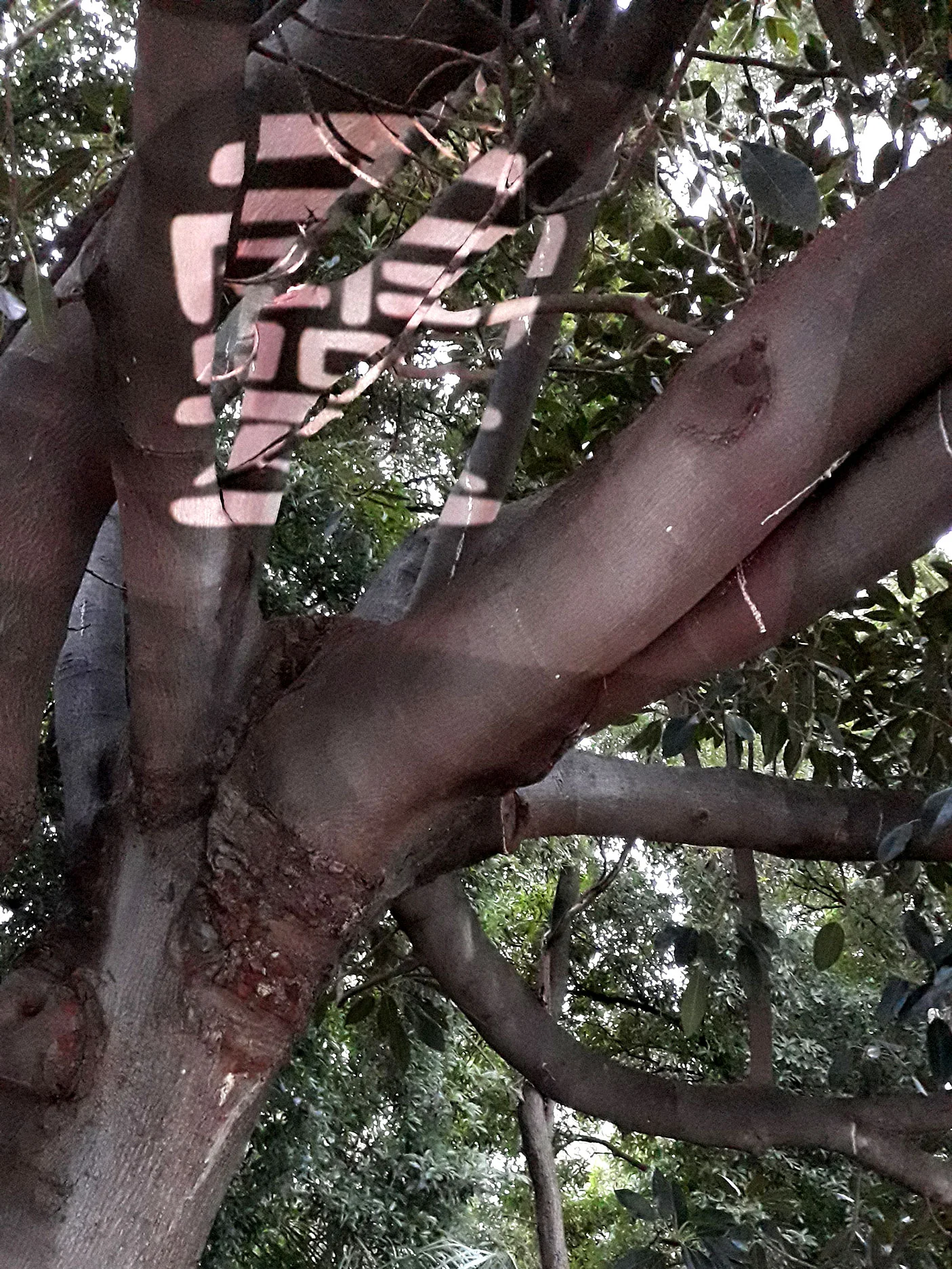 ling-in-tree.jpg