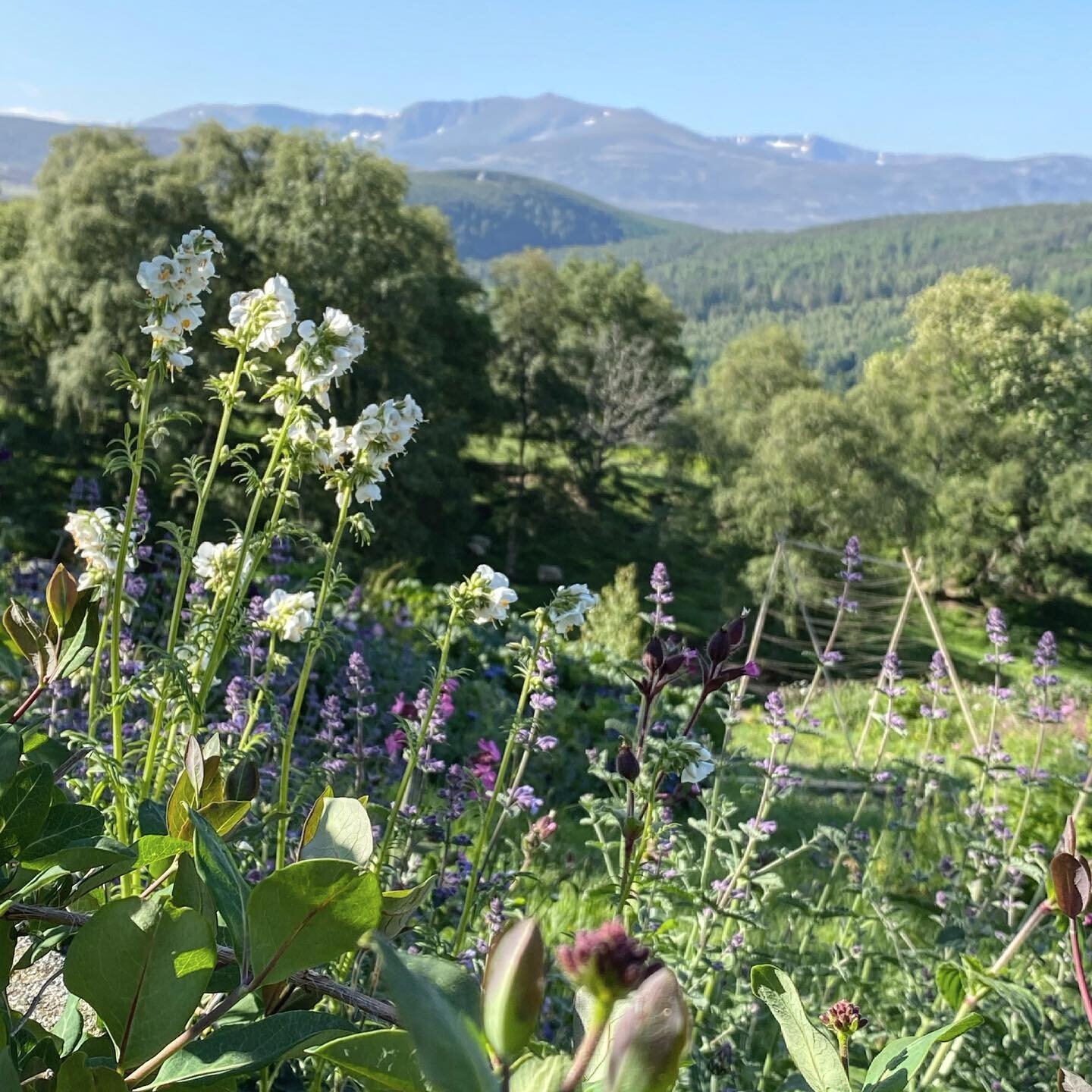 The garden this morning.