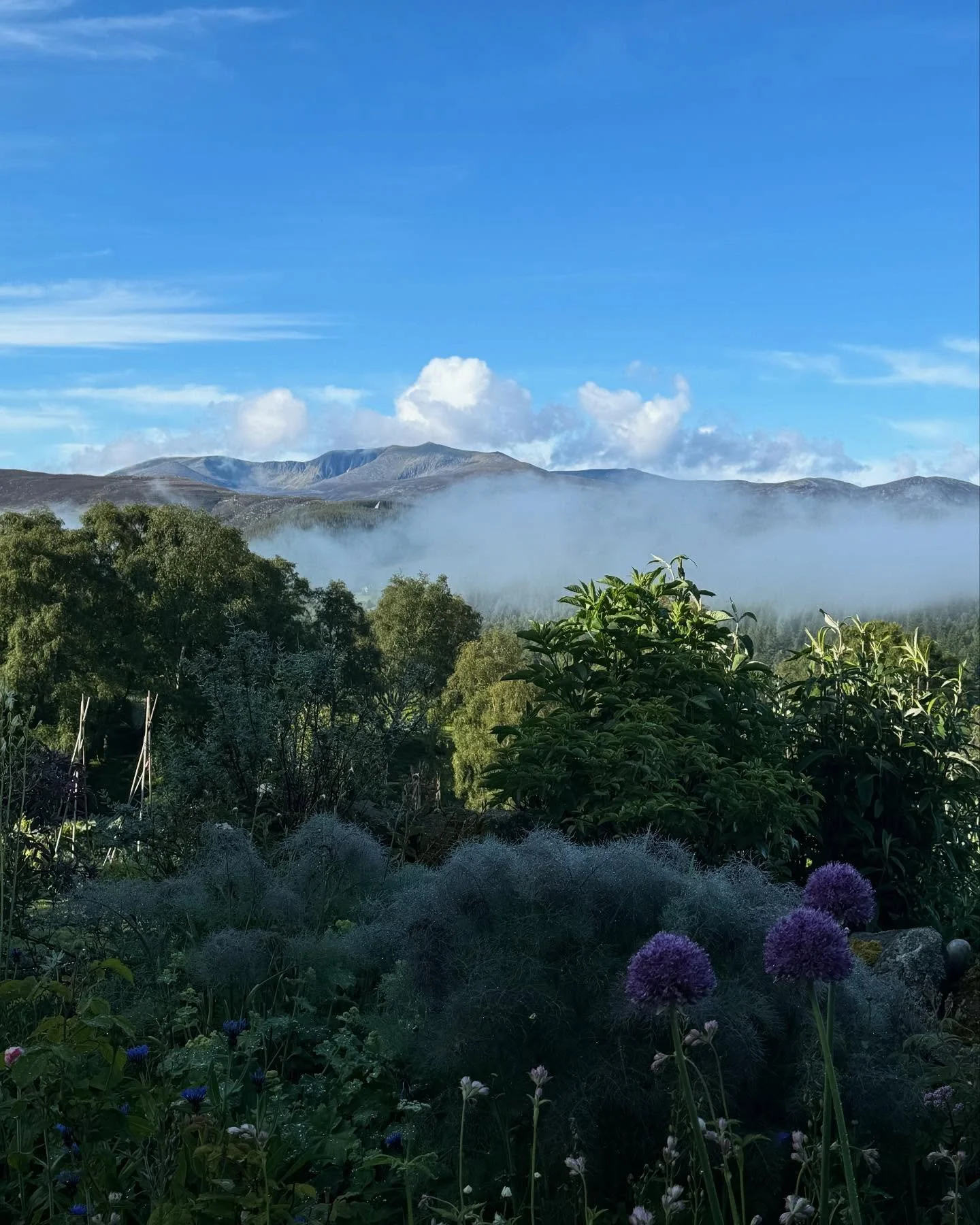 Hello from the high place where I am garden planning. A development this year is a pigment garden. 

I am growing plants specifically for ink making for my drawings. I have an area set aside but already there have been so many discoveries from trees 
