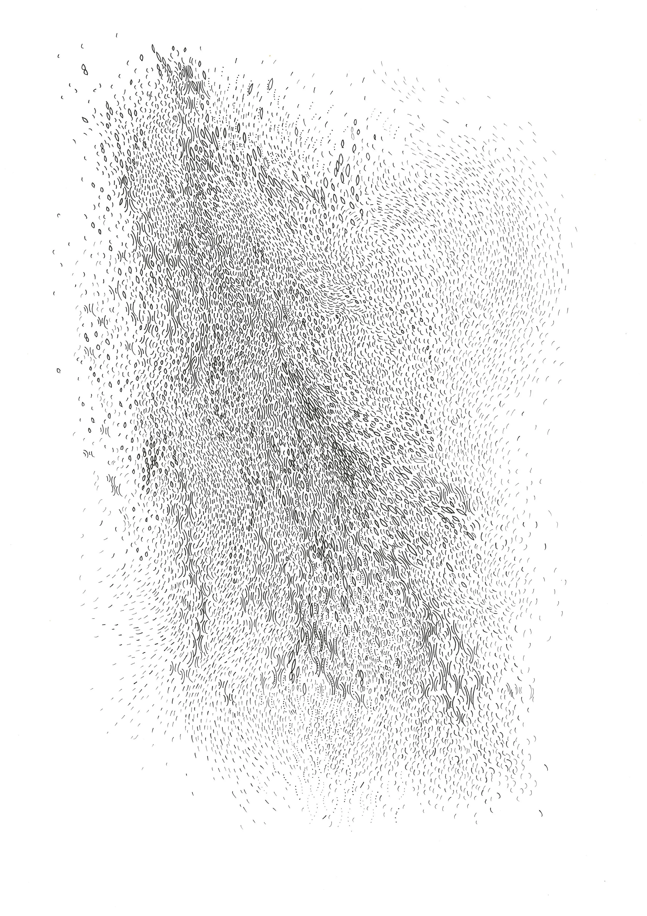 Grass - Meadow Foxtail.JPG