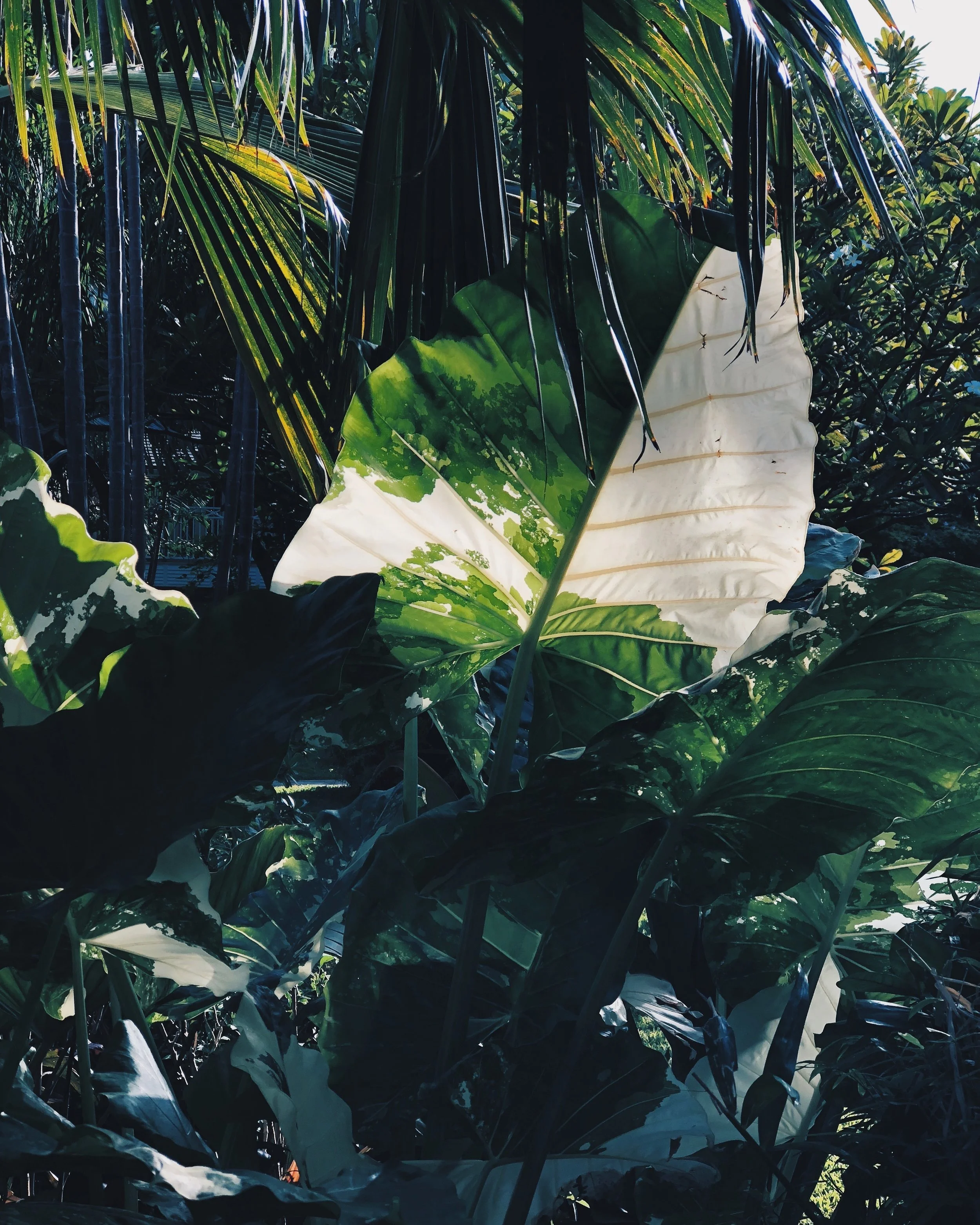 Travel: Barbados via Cobblers Cove