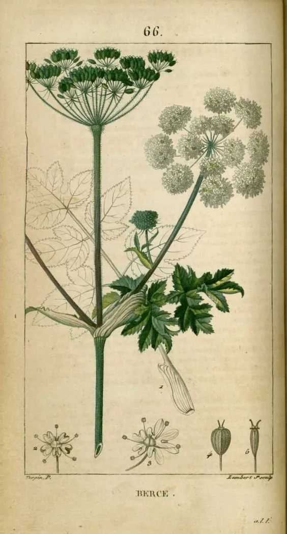 berce des prés.jpeg