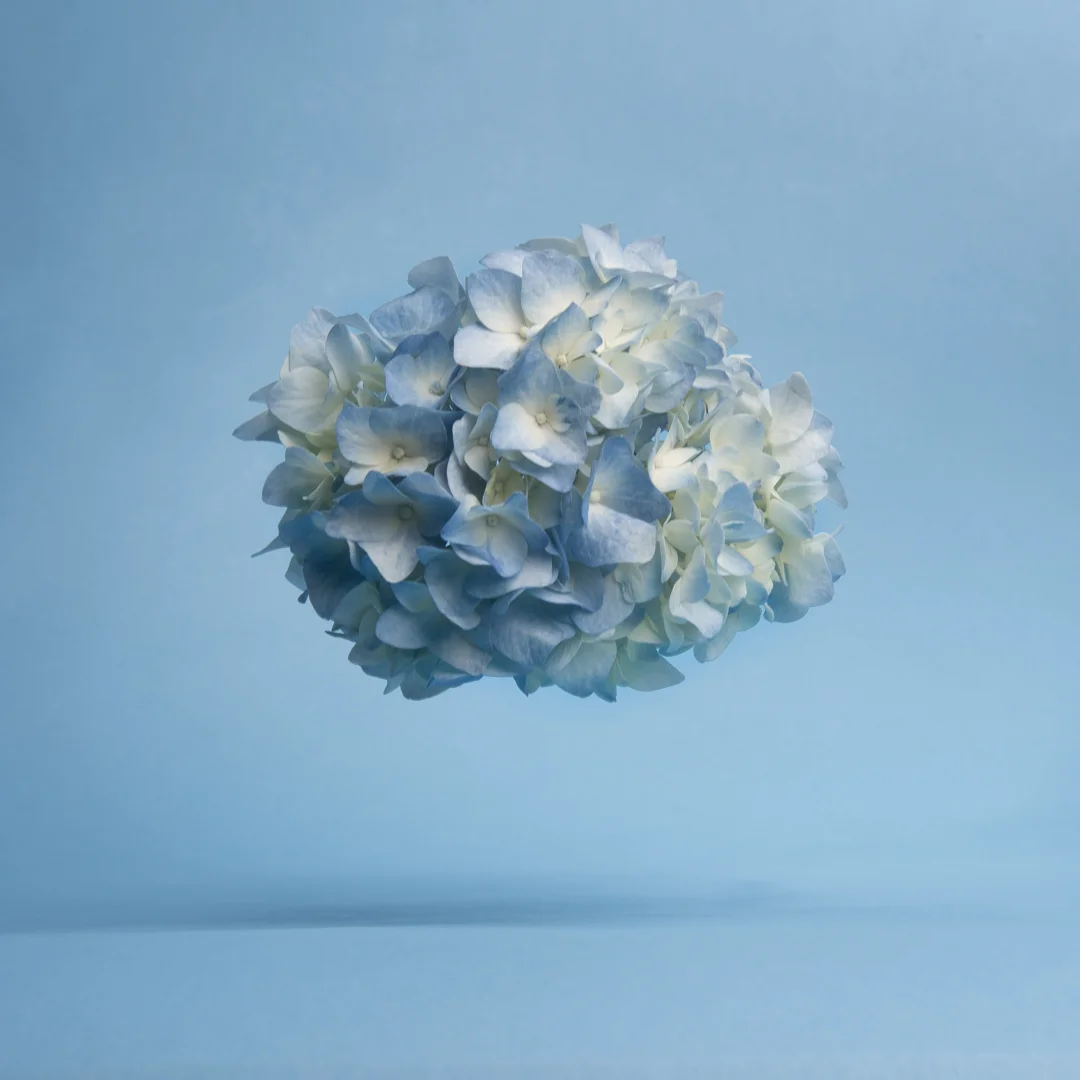 blue flower.jpeg