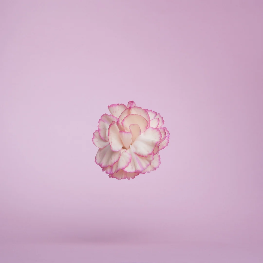 pink flower.jpeg